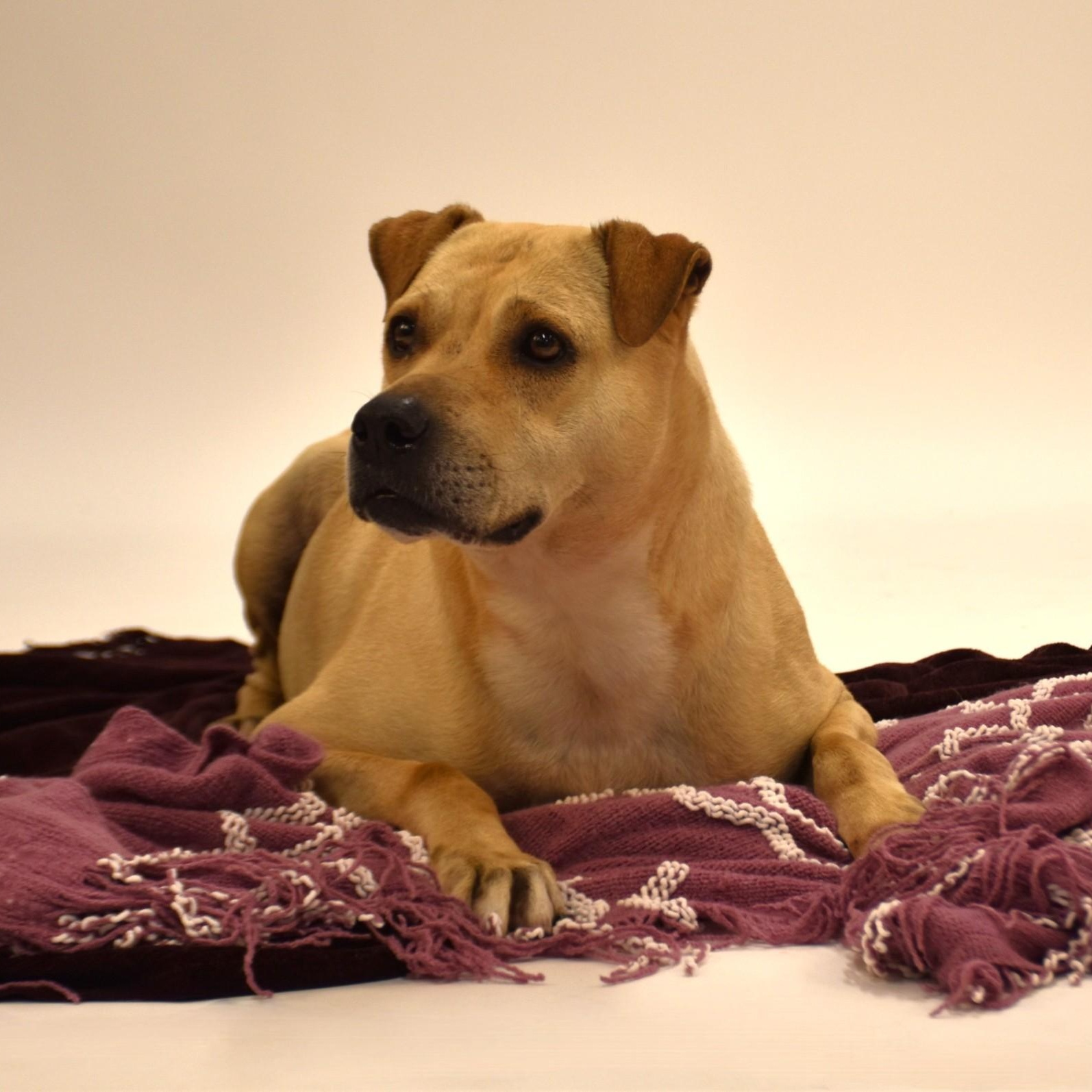 Marissa, a Adoptable mixed breed in Troy, NY image 3/6