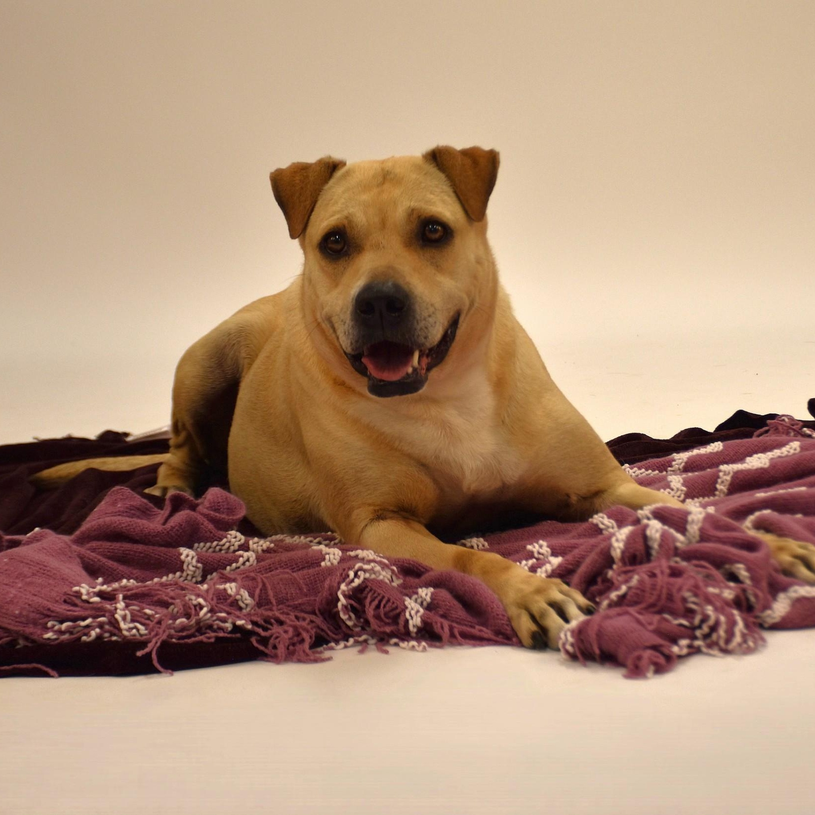Marissa, a Adoptable mixed breed in Troy, NY image 5/6