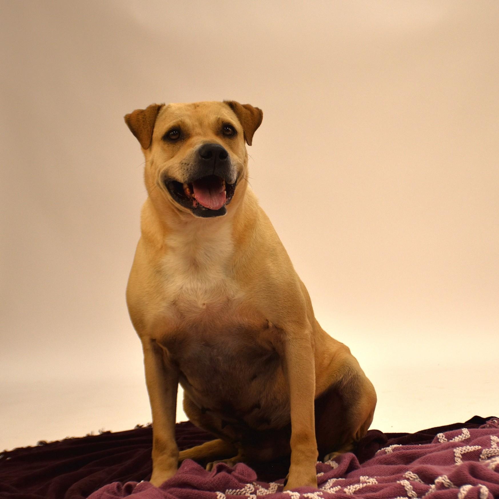 Marissa, a Adoptable mixed breed in Troy, NY image 6/6