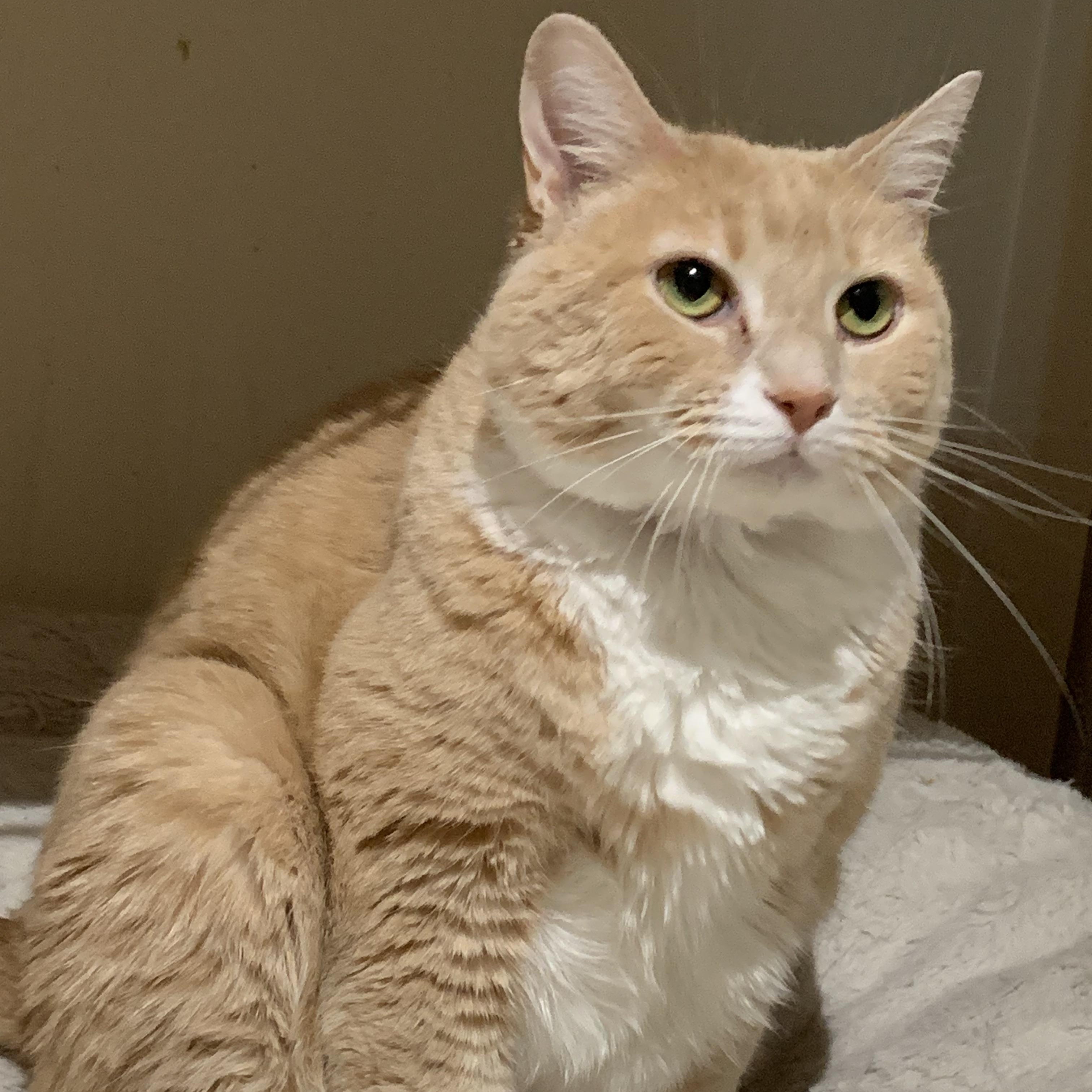 Enlarge Goldie, a ADOPTABLE Domestic Short Hair in Shelby Township, MI image 1/2