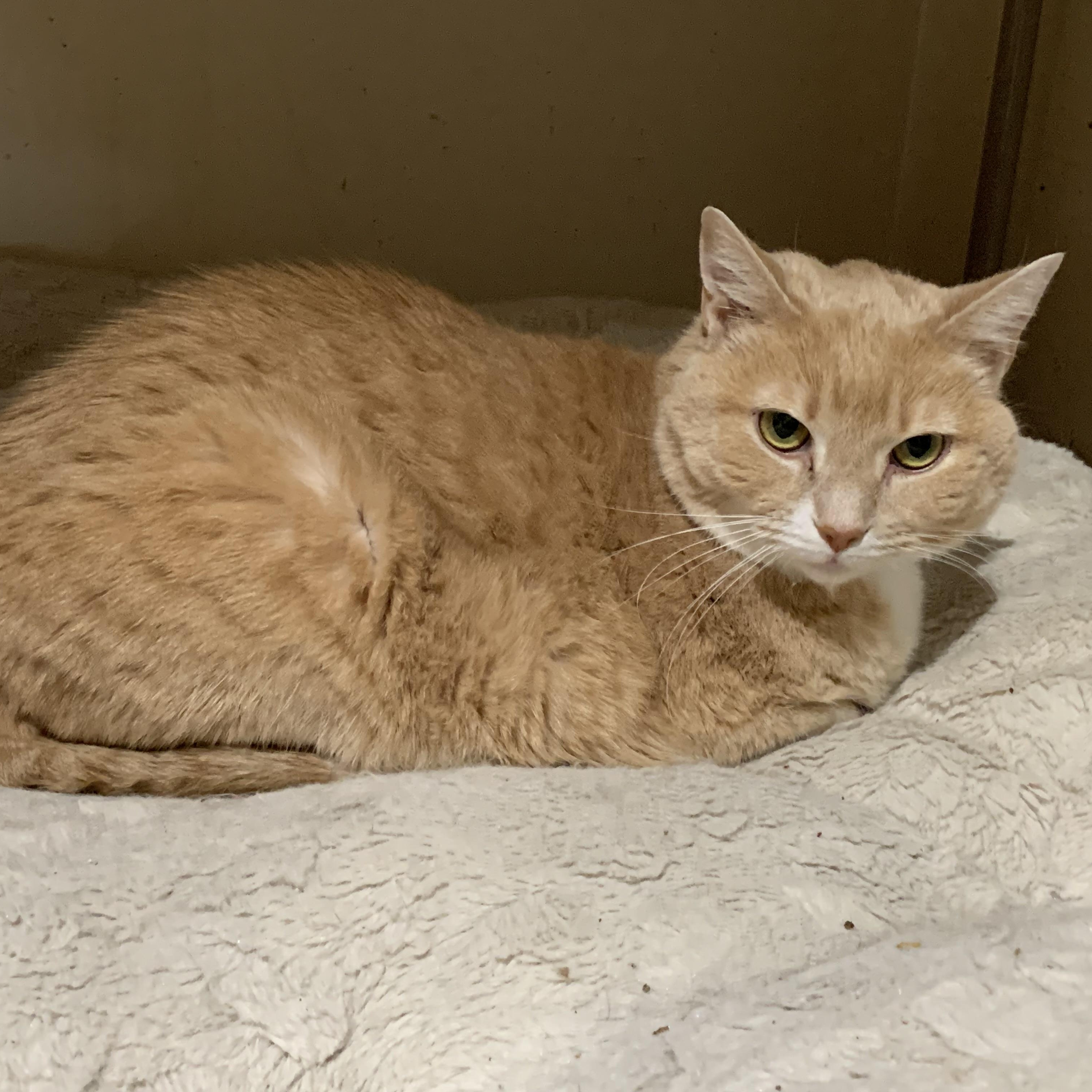 Enlarge Goldie, a ADOPTABLE Domestic Short Hair in Shelby Township, MI image 2/2