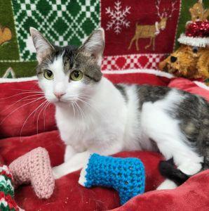 Angel, ADOPTABLE, Adult Female Domestic Short Hair.
