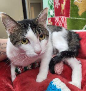 Enlarge Angel, a ADOPTABLE Domestic Short Hair in Bucyrus, OH image 3/3