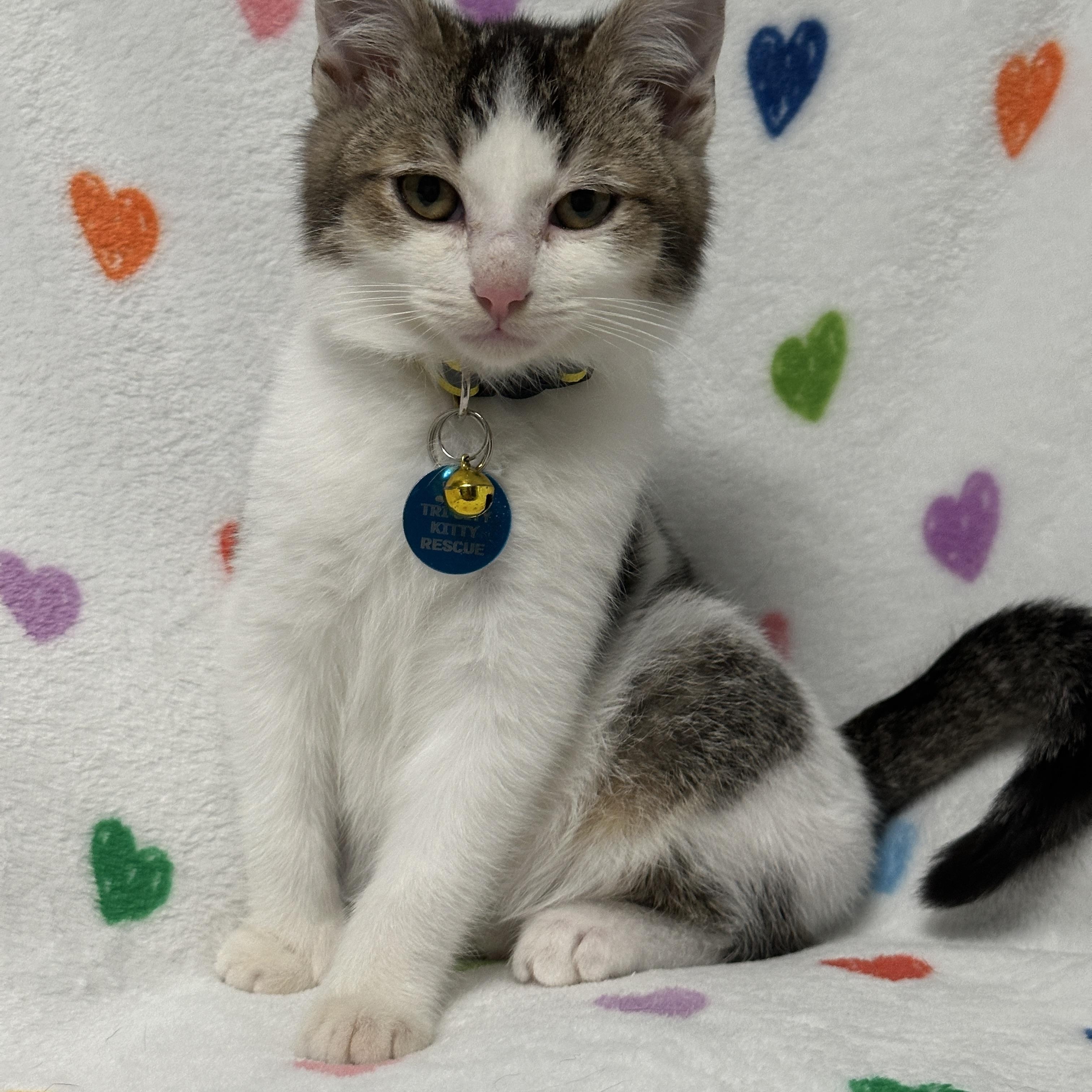 Enlarge Pyrite, a ADOPTABLE Tabby in Pasco, WA image 2/5