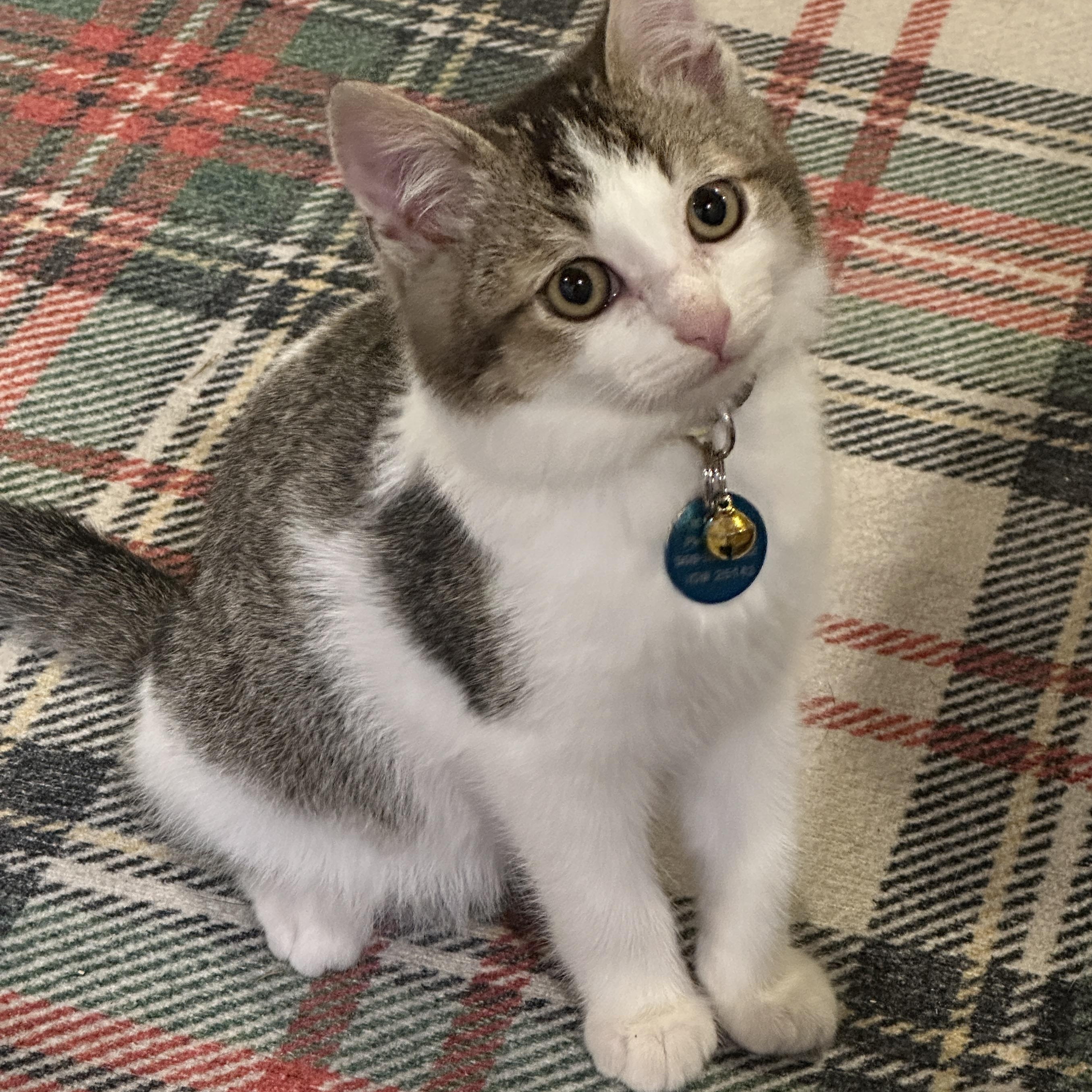 Enlarge Pyrite, a ADOPTABLE Tabby in Pasco, WA image 4/5