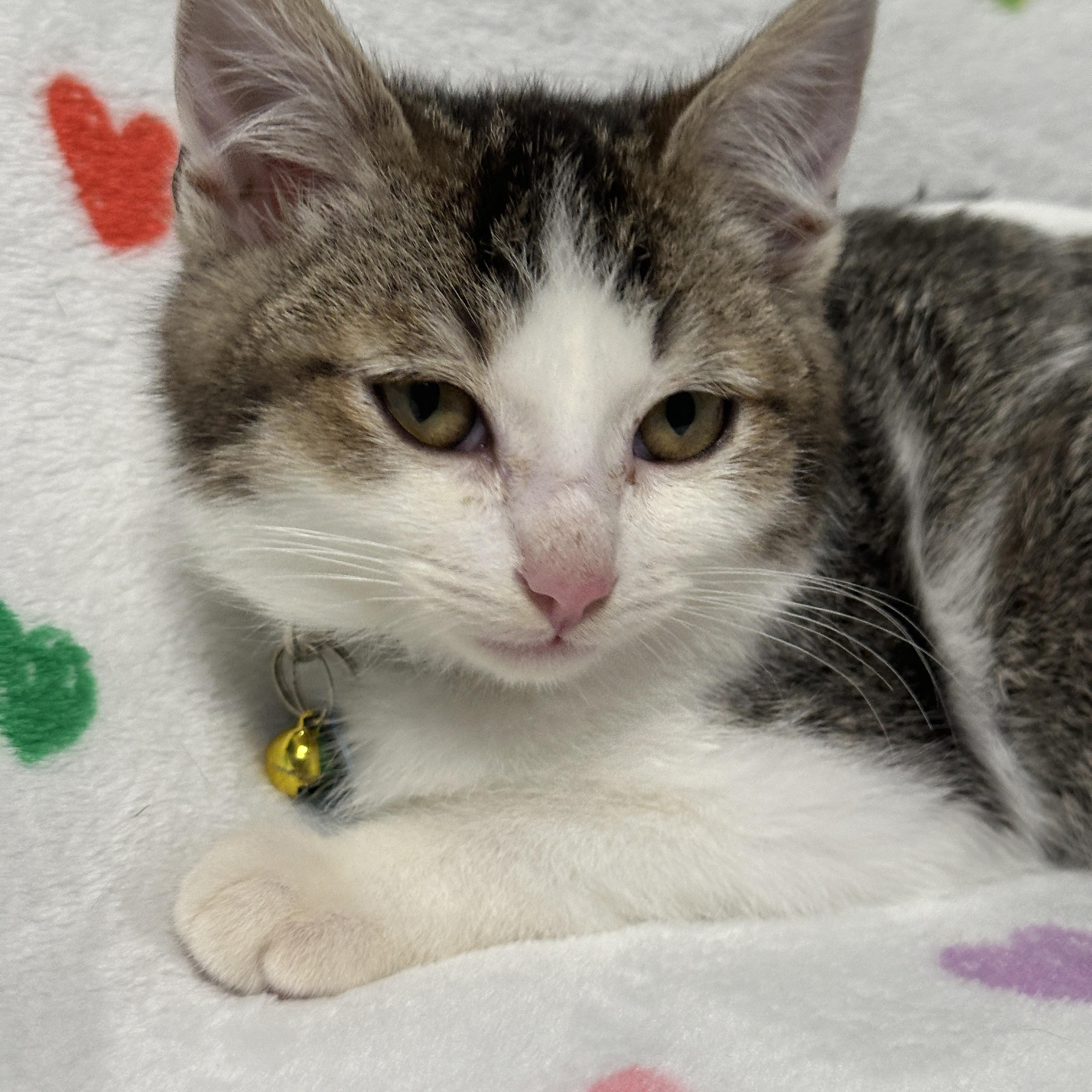 Pyrite, ADOPTABLE, Kitten Male Tabby.