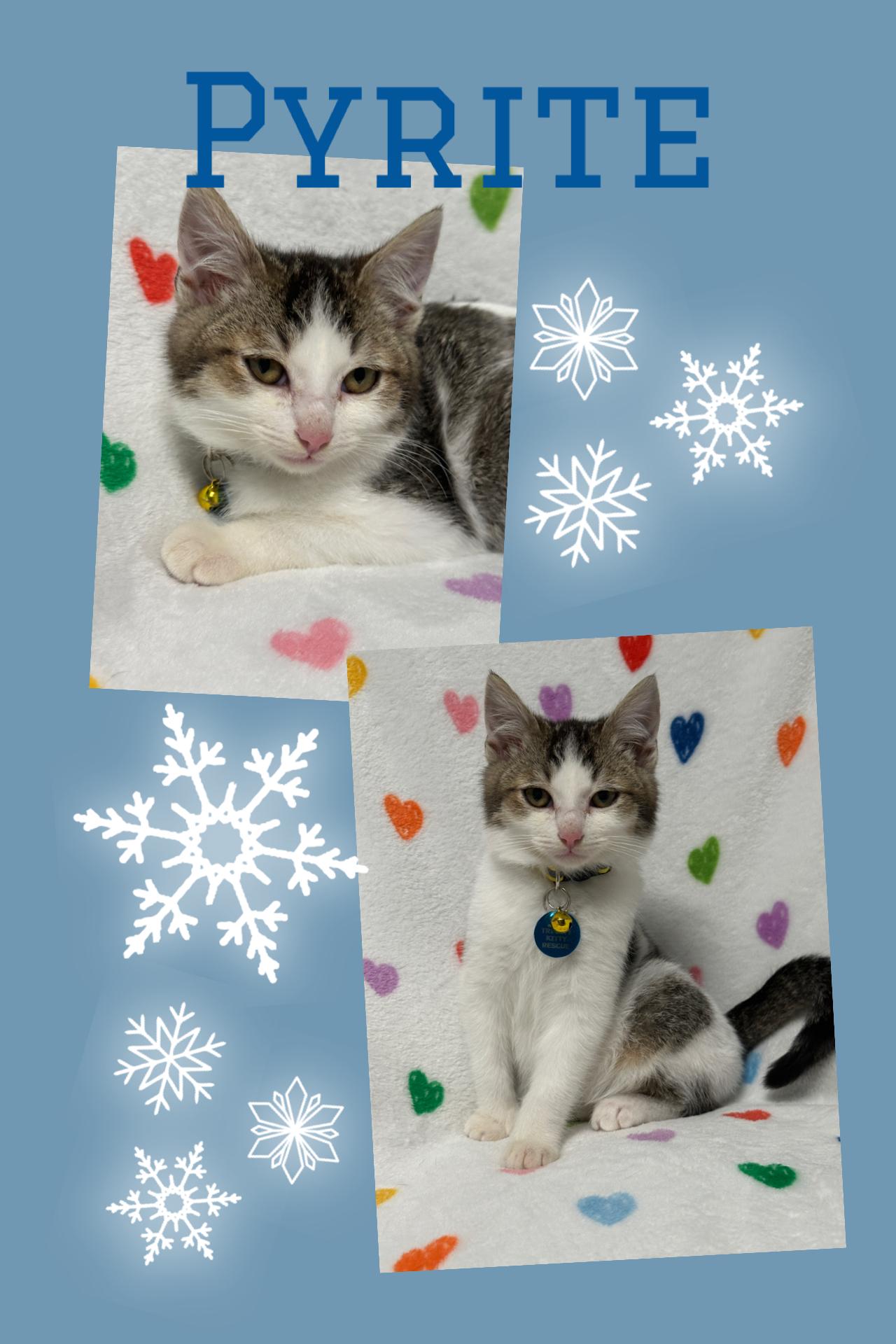 Enlarge Pyrite, a ADOPTABLE Tabby in Pasco, WA image 5/5