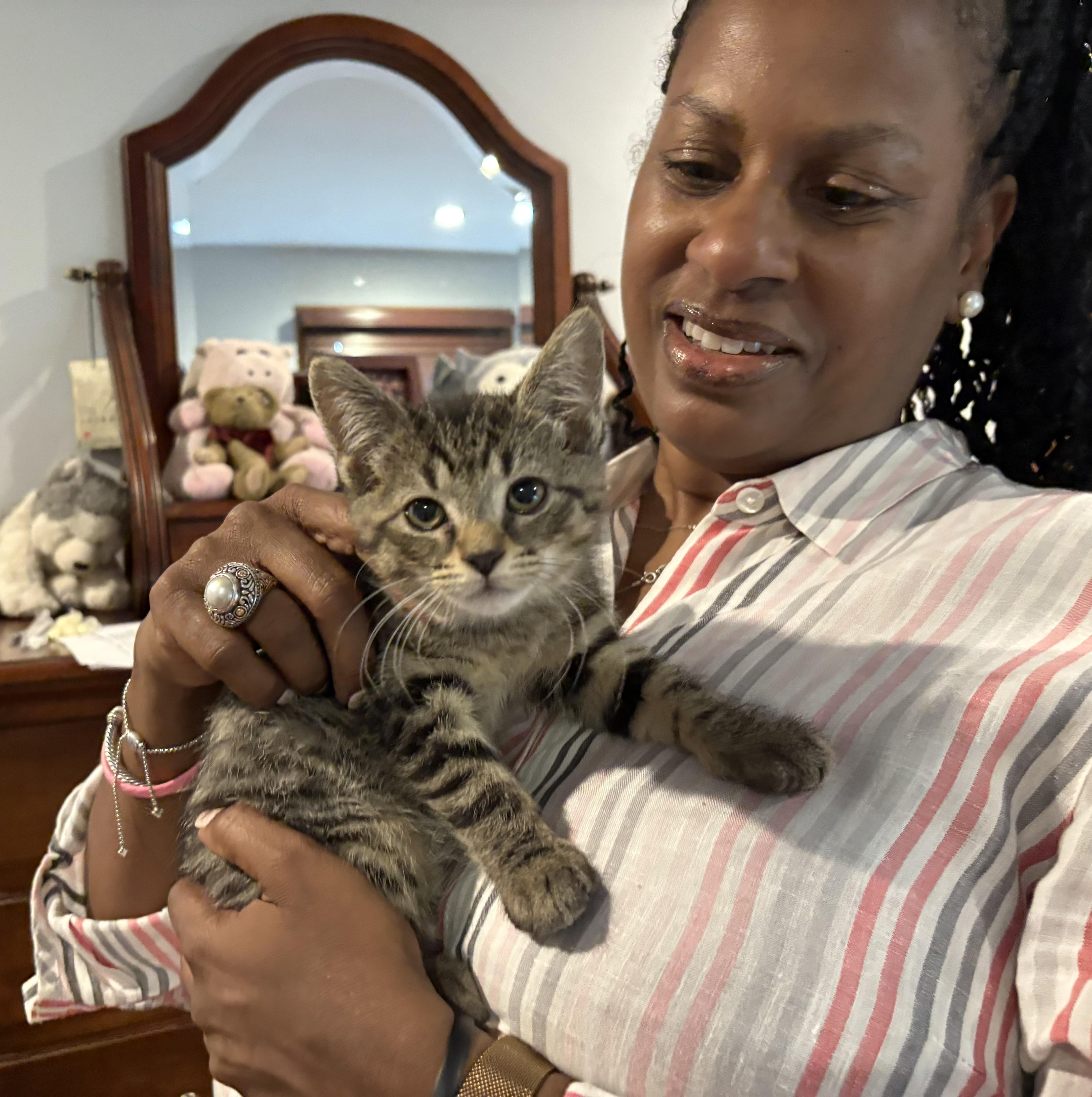 Enlarge Daisy, a Adoptable Domestic Short Hair in Moorestown, NJ image 2/6