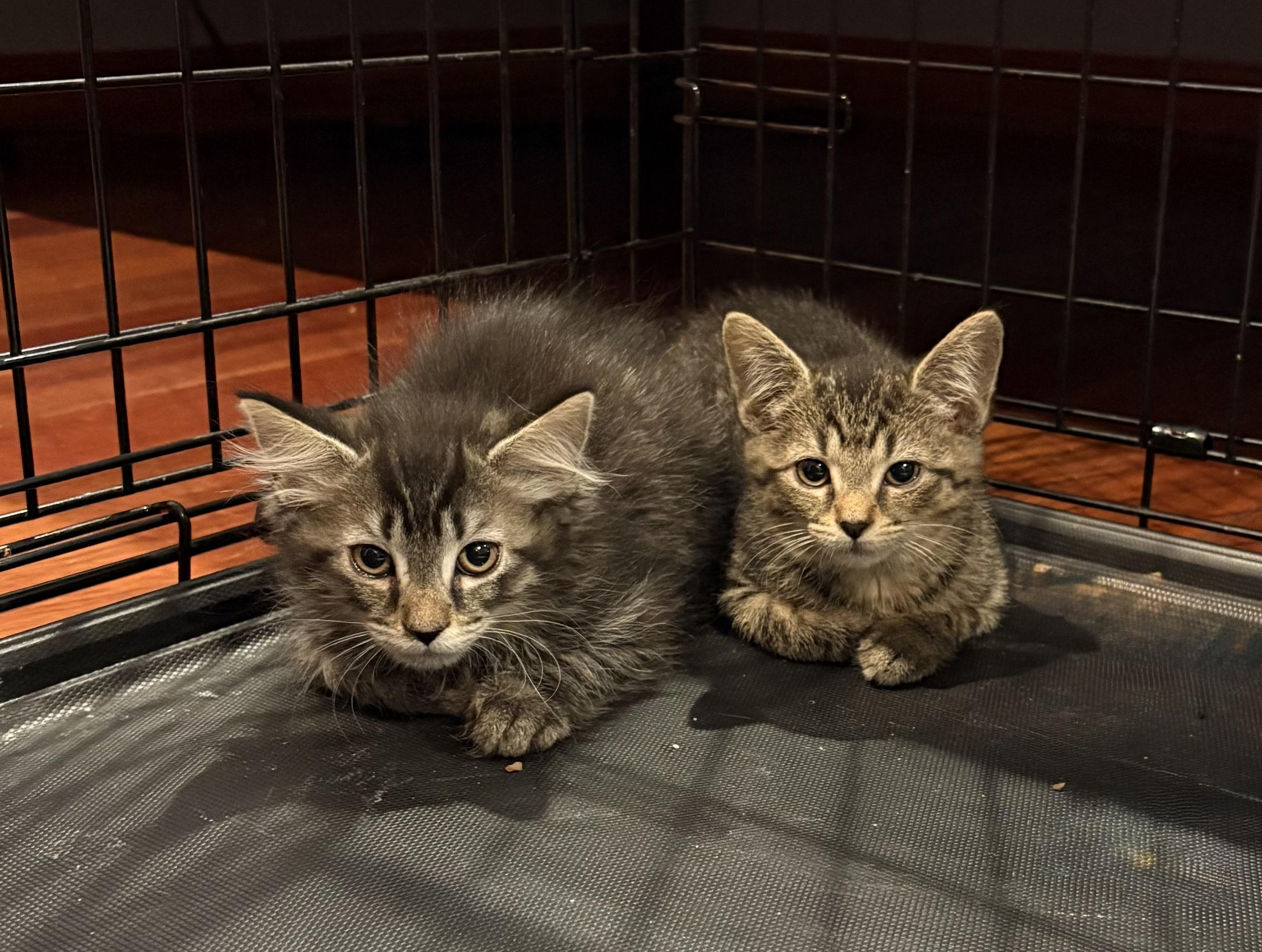 Enlarge Daisy, a Adoptable Domestic Short Hair in Moorestown, NJ image 4/6