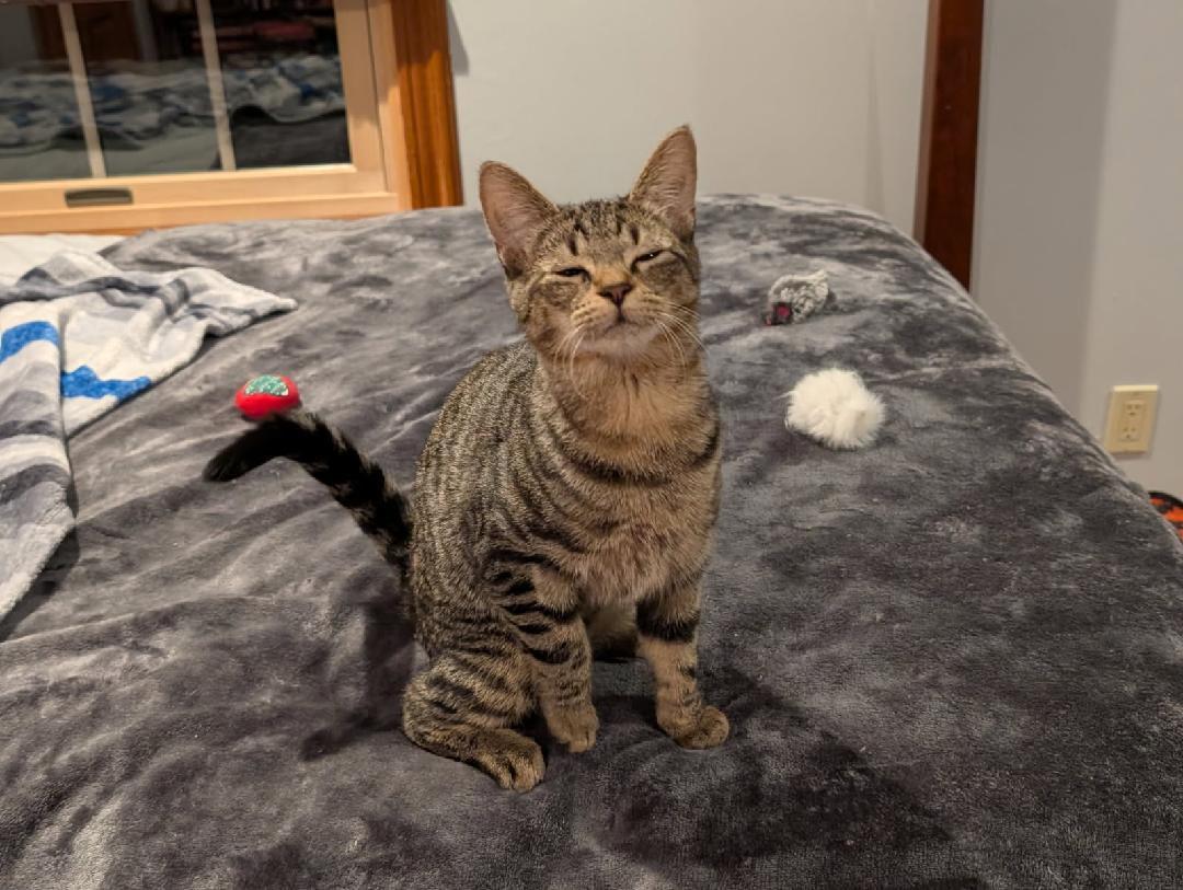 Enlarge Daisy, a Adoptable Domestic Short Hair in Moorestown, NJ image 1/6