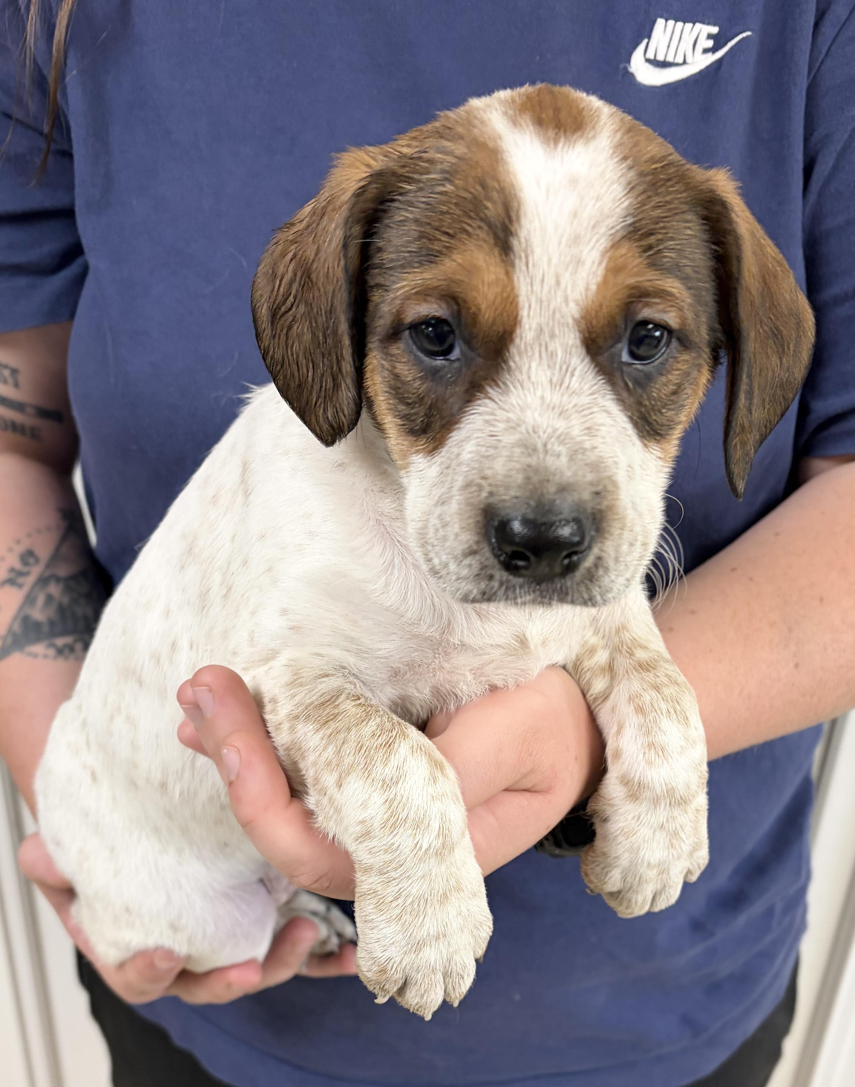 Enlarge DIXIE, a ADOPTABLE mixed breed in Dumont, NJ image 3/3