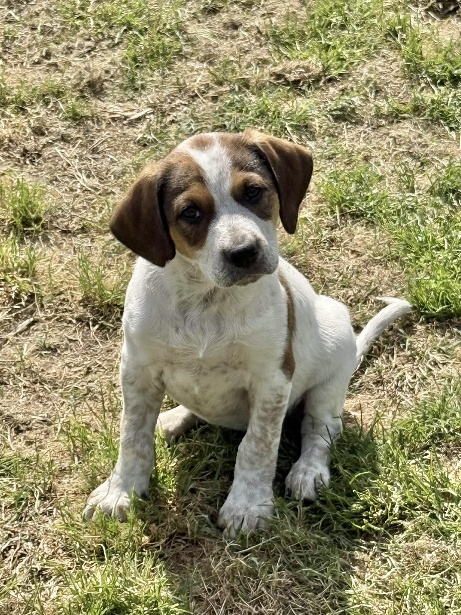 Enlarge DIXIE, a ADOPTABLE mixed breed in Dumont, NJ image 2/3