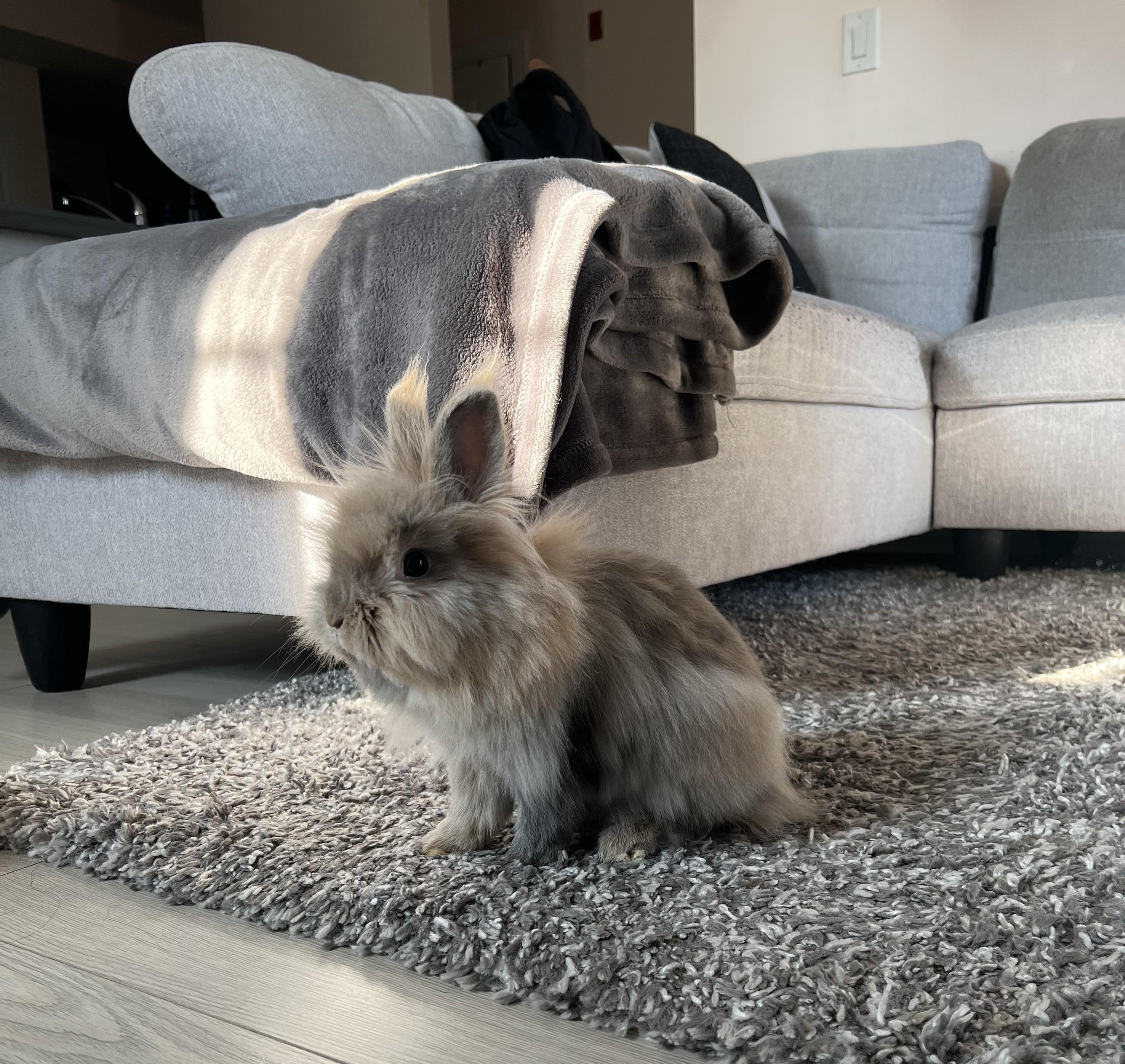 Enlarge Harley 2026 (c), a Adoptable Lionhead in Charlottesville, VA image 2/6