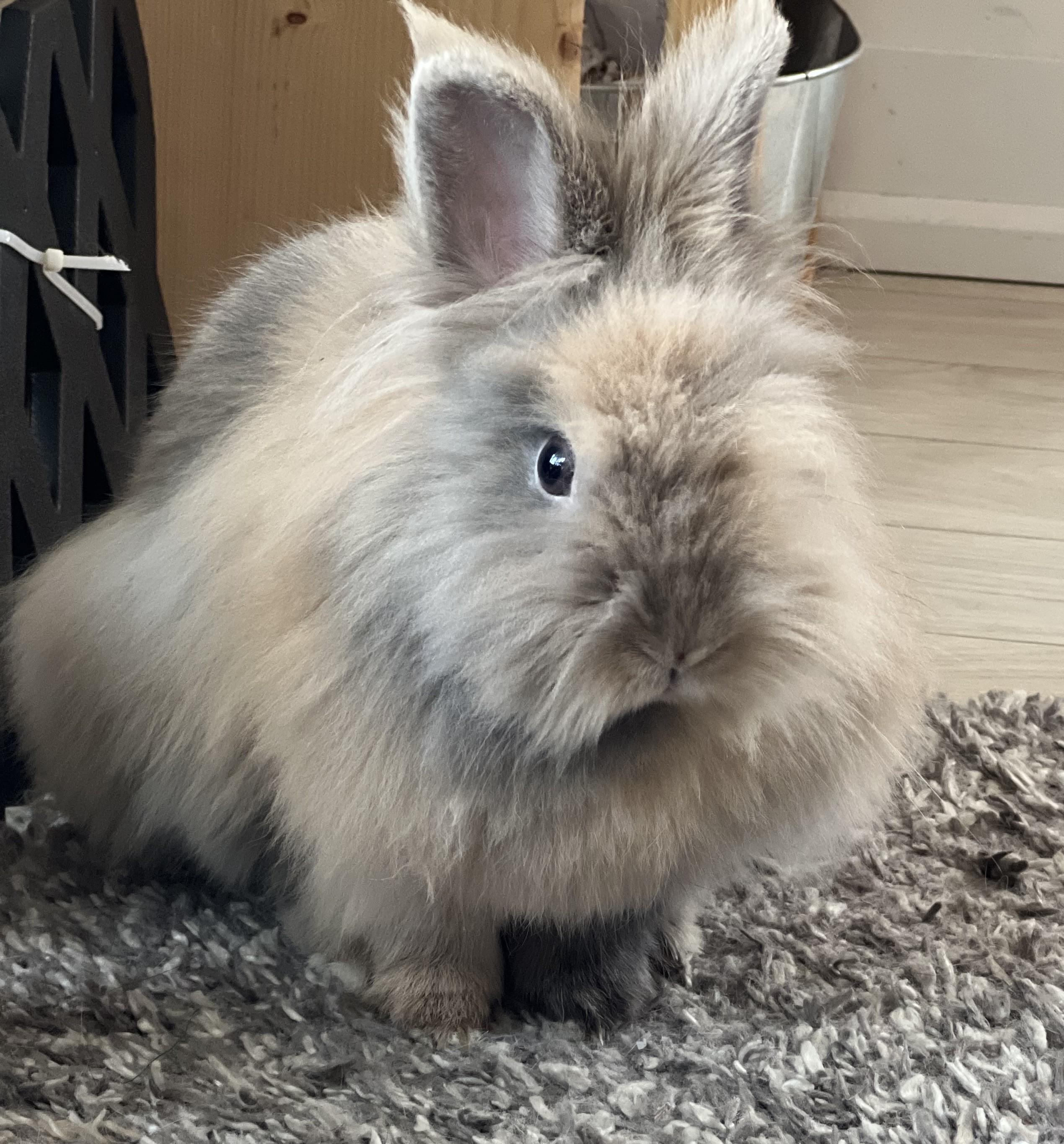 Harley 2026 (c), Adoptable, Adult Male Lionhead.