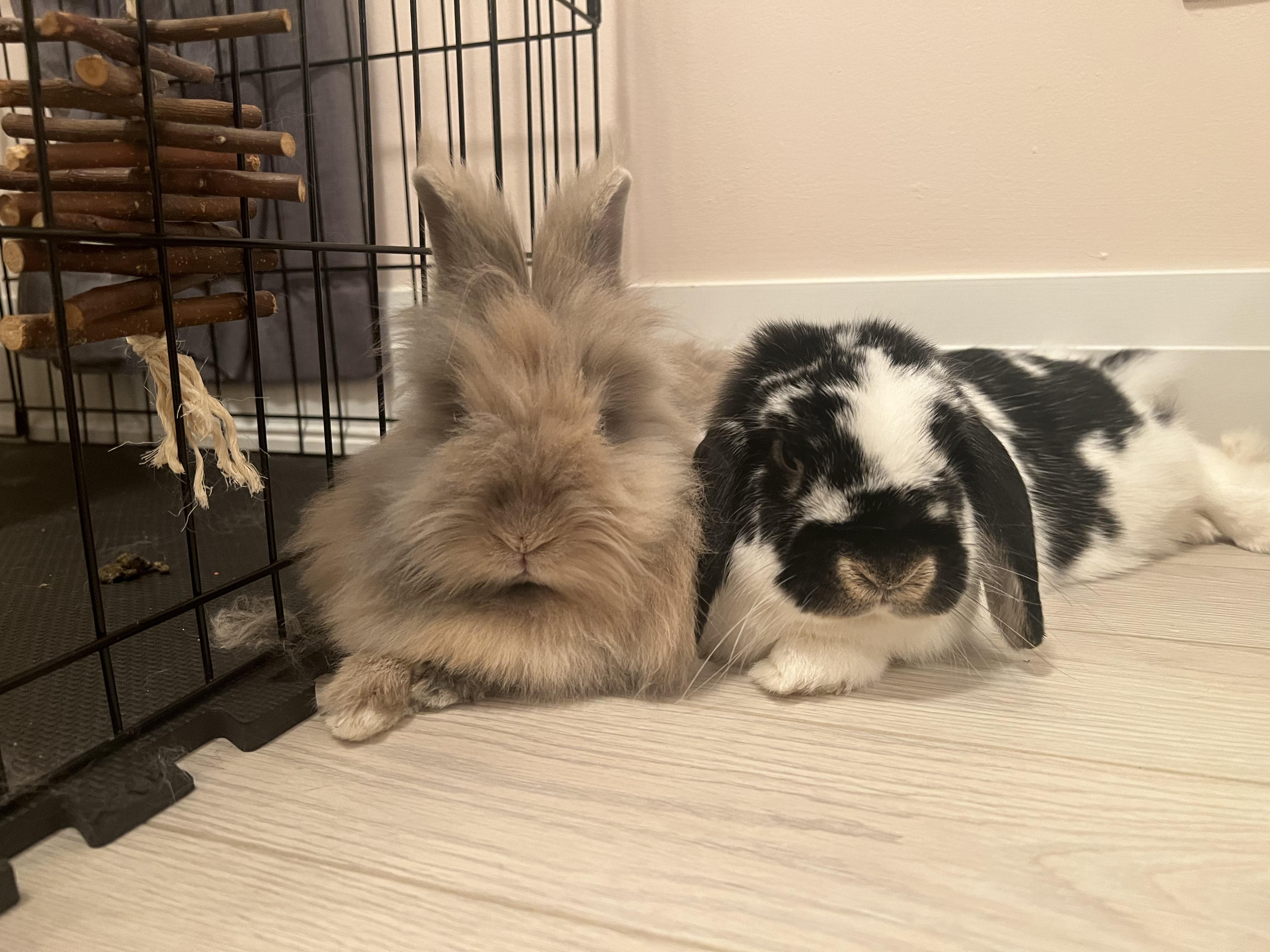 Enlarge Harley 2026 (c), a Adoptable Lionhead in Charlottesville, VA image 6/6
