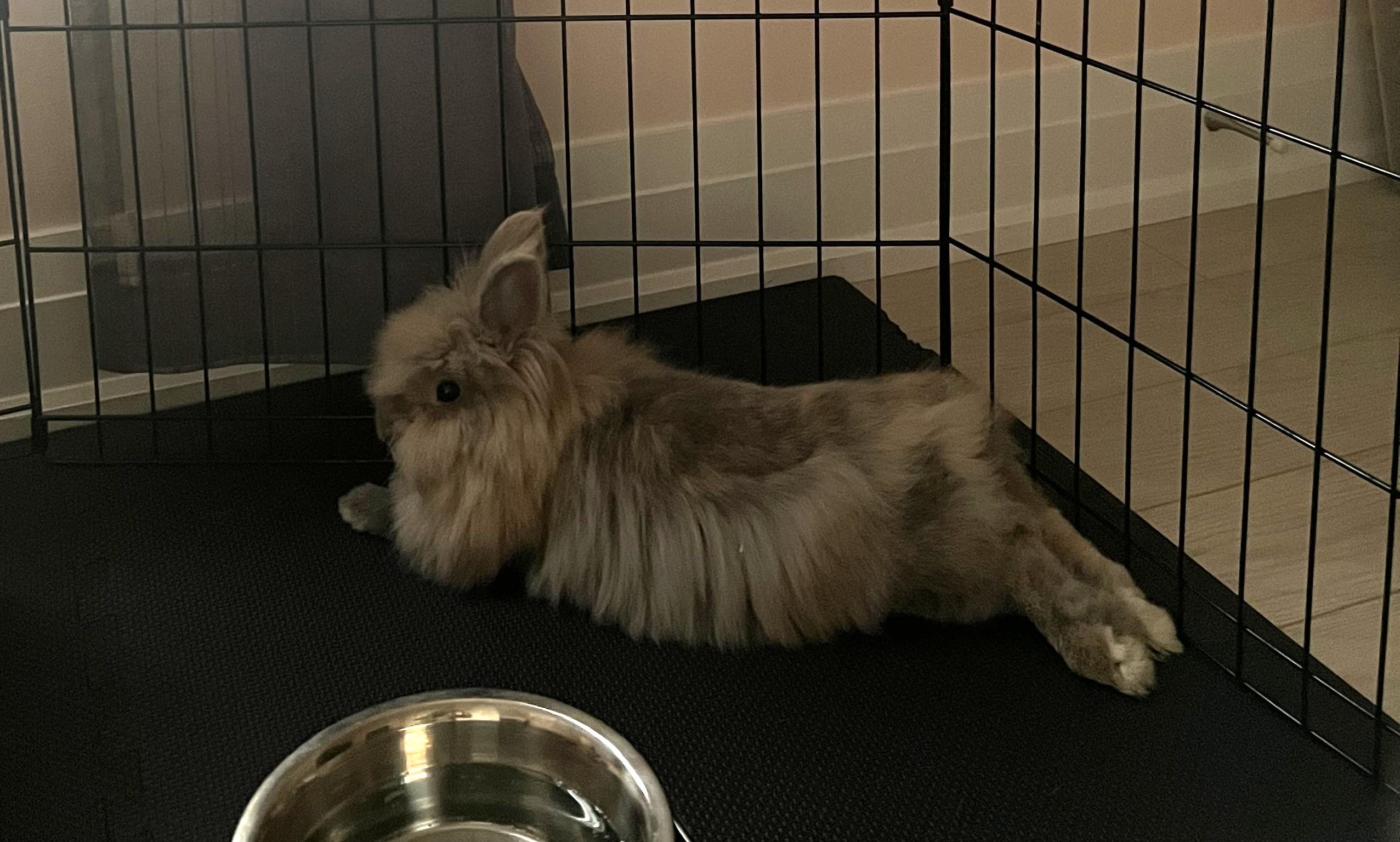 Enlarge Harley 2026 (c), a Adoptable Lionhead in Charlottesville, VA image 5/6