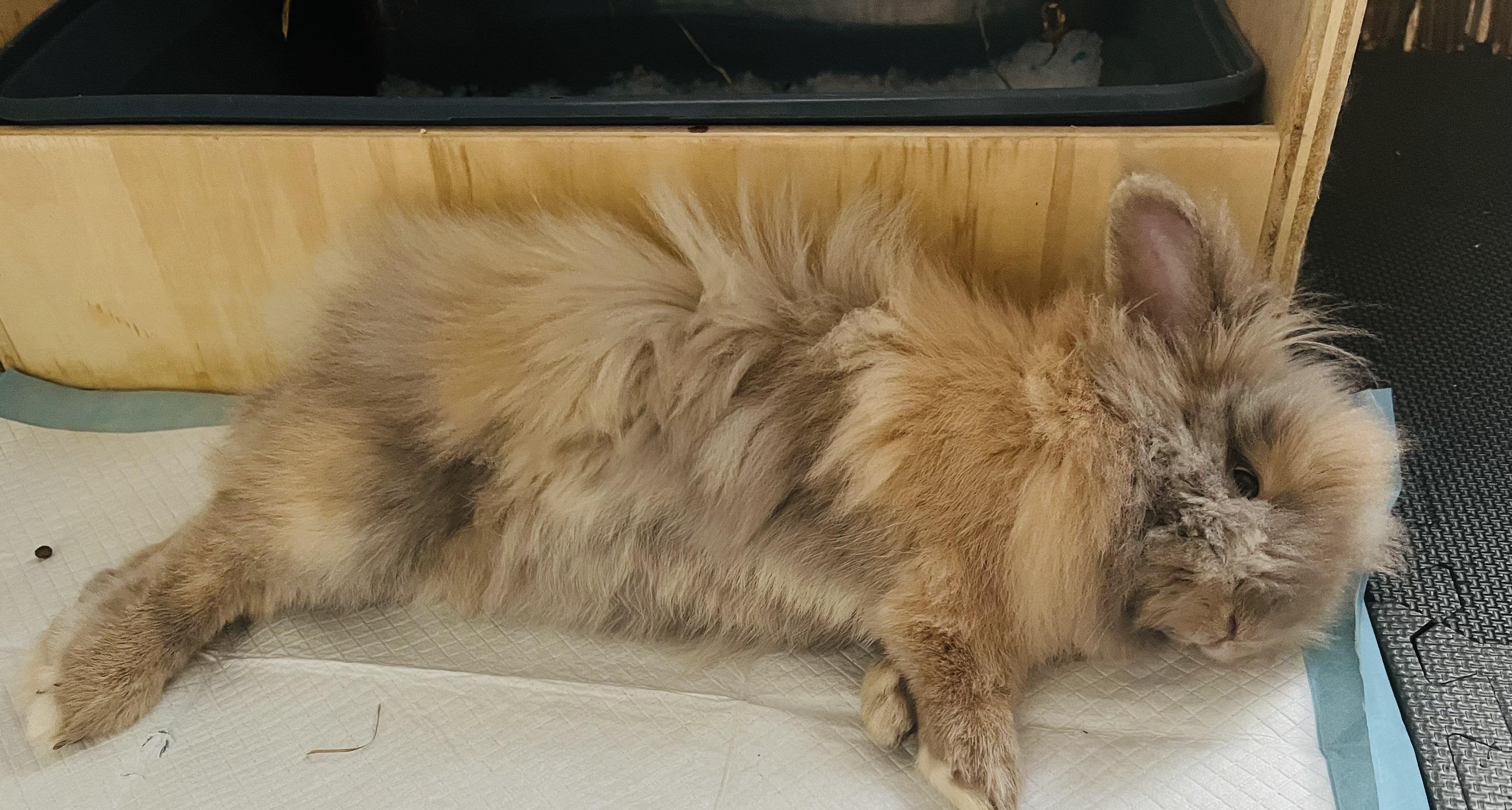 Enlarge Harley 2026 (c), a Adoptable Lionhead in Charlottesville, VA image 4/6