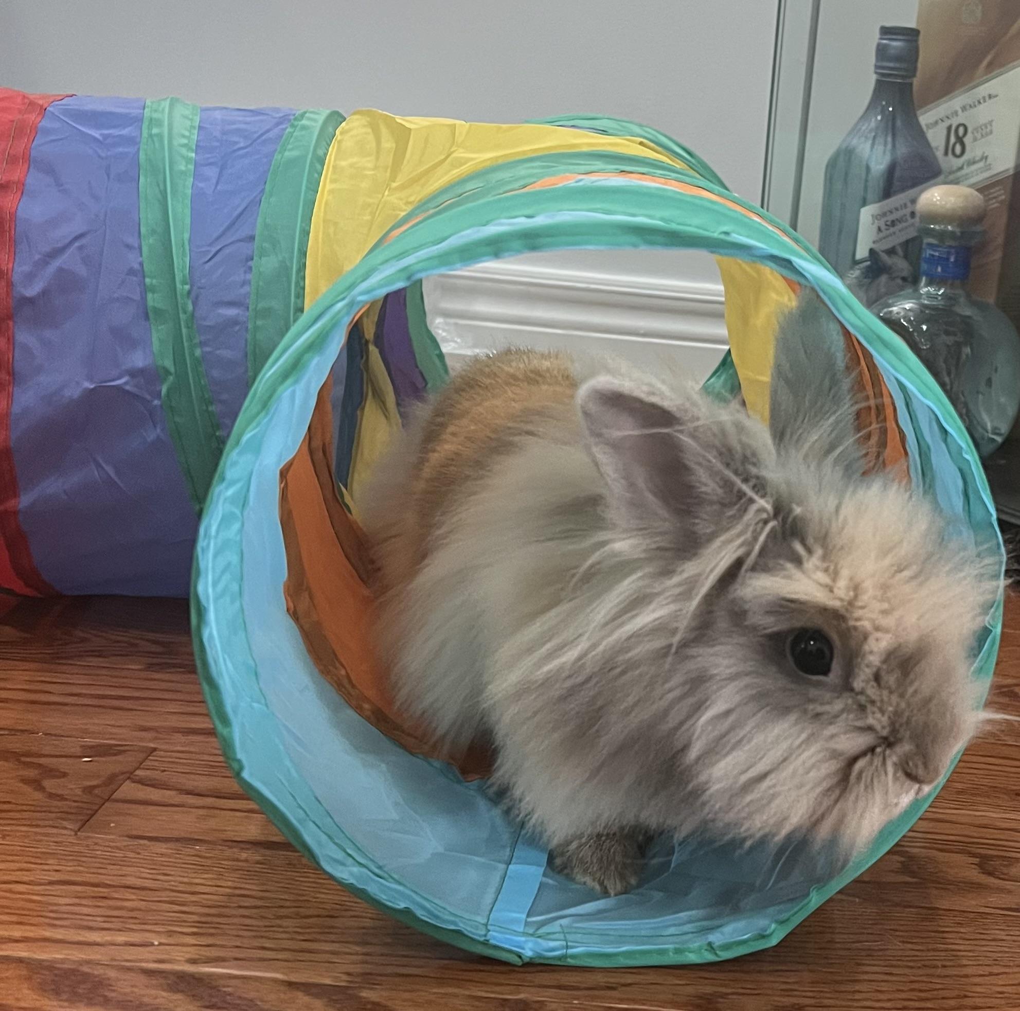 Enlarge Harley 2026 (c), a Adoptable Lionhead in Charlottesville, VA image 3/6
