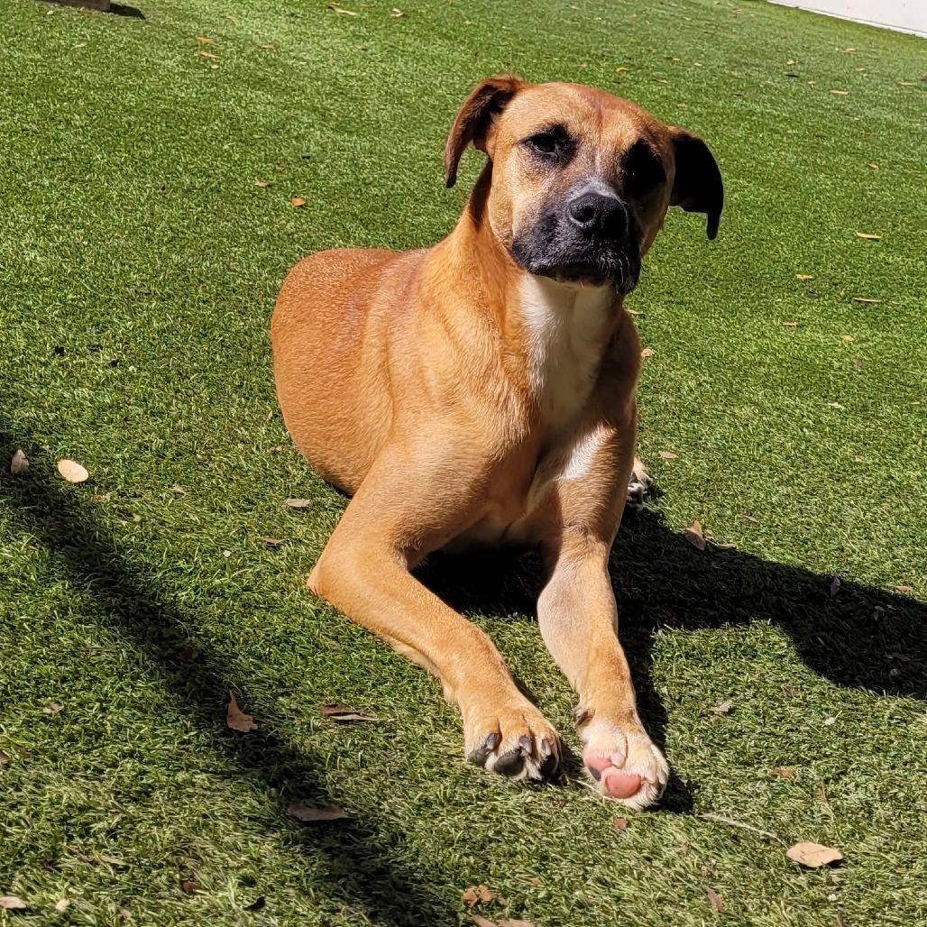 Big Brownie 7593, Adoptable, Adult Male Shepherd.