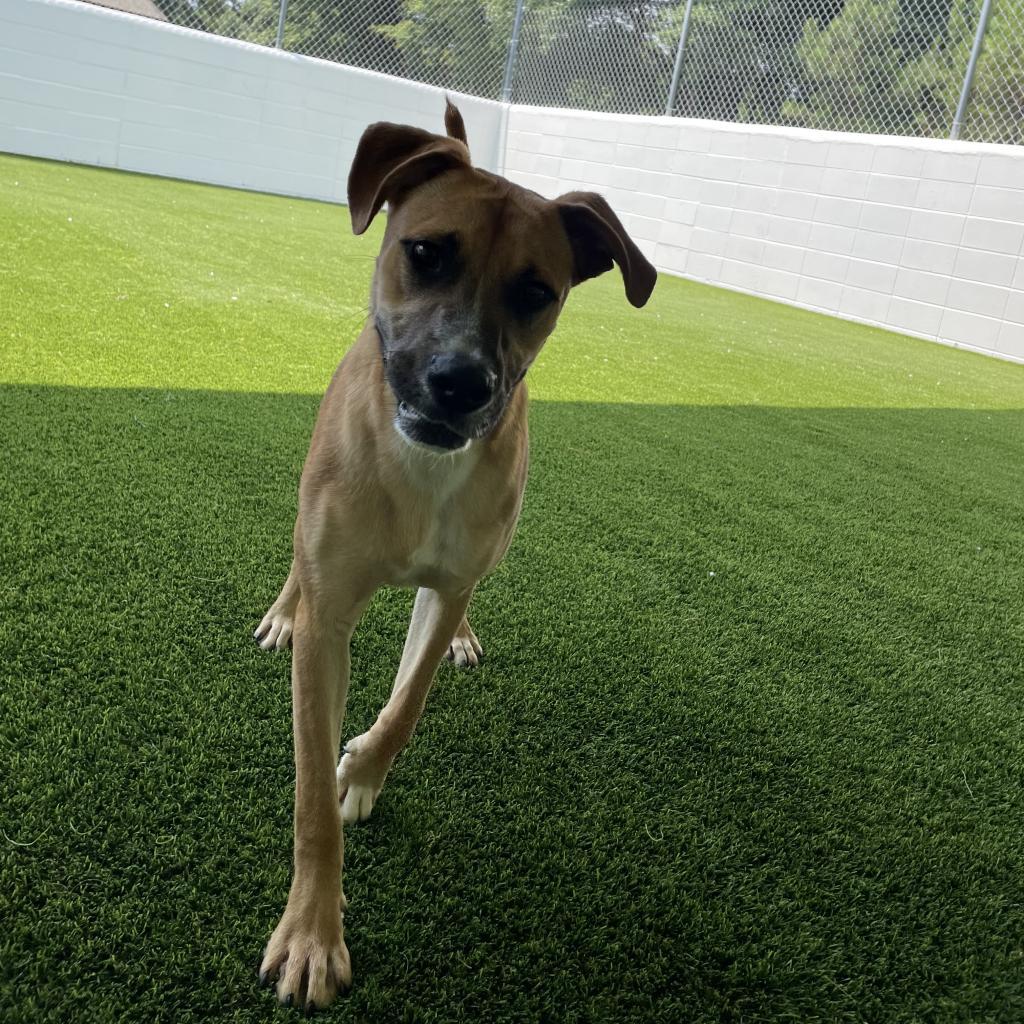 Enlarge Big Brownie 7593, a Adoptable mixed breed in LOXAHATCHEE, FL image 2/3