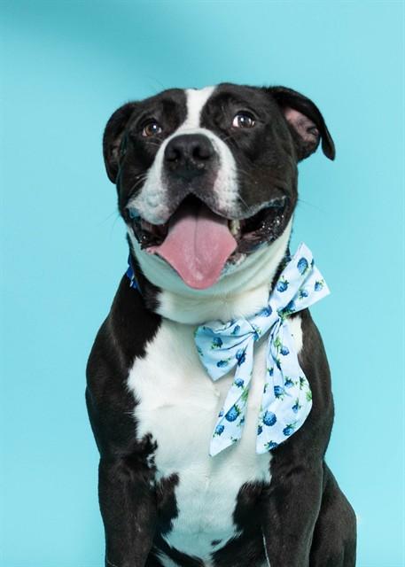 PEPSI, Adoptable, Adult Male American Staffordshire Terrier.