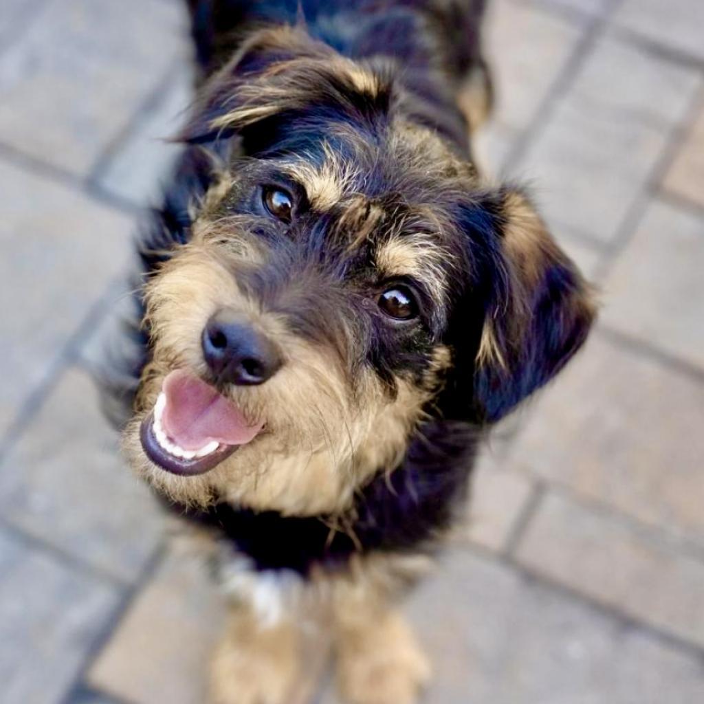 ORVILLE, a Adoptable Terrier in Point Richmond, CA image 2/6