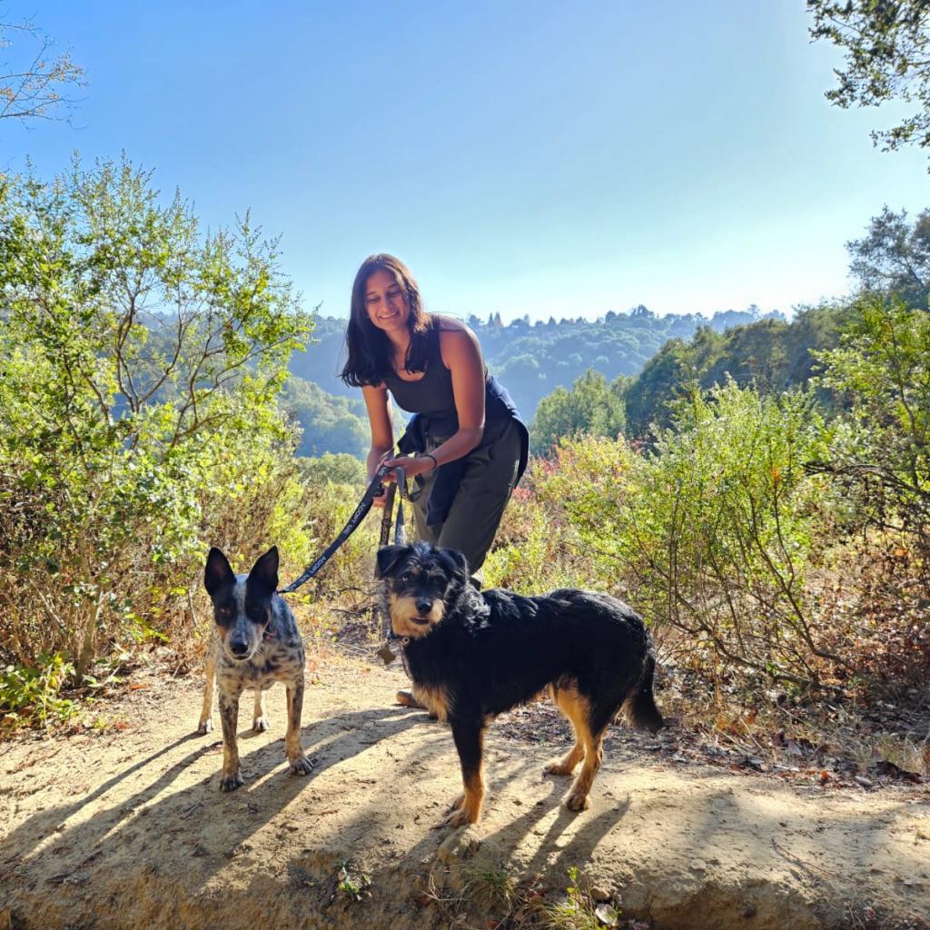 ORVILLE, Adoptable, Adult Male Terrier.