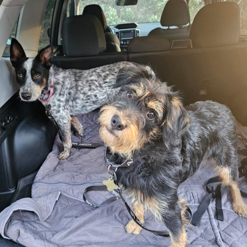 Enlarge ORVILLE, a Adoptable Terrier in Point Richmond, CA image 2/6