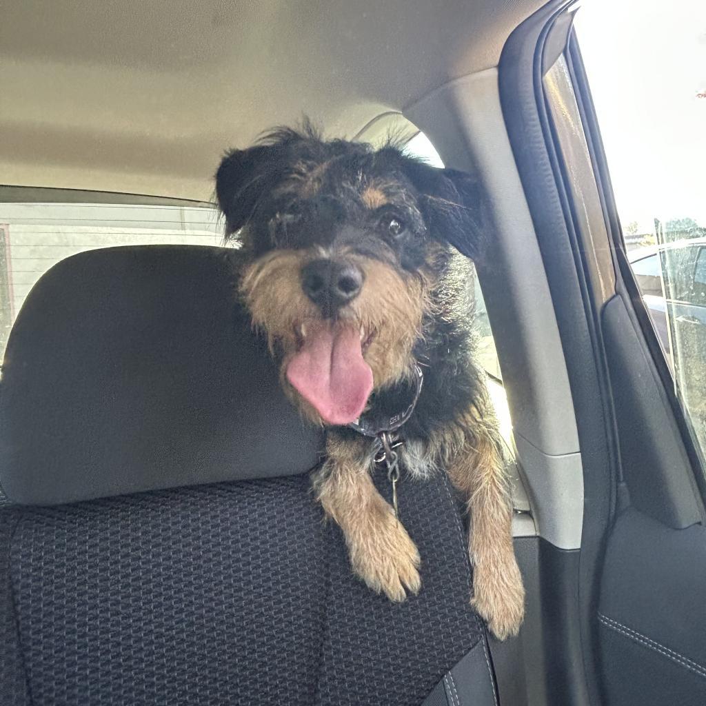 Enlarge ORVILLE, a Adoptable Terrier in Point Richmond, CA image 4/6