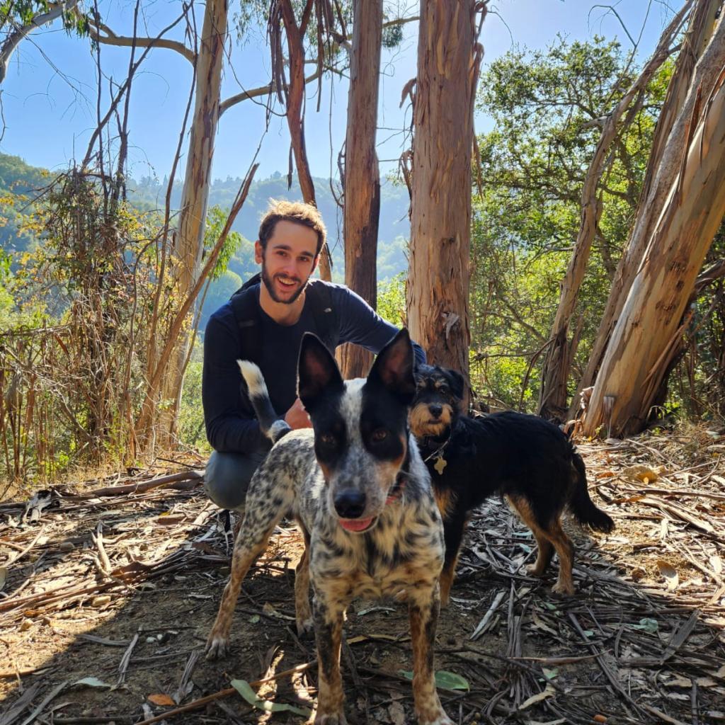 ORVILLE, a Adoptable Terrier in Point Richmond, CA image 4/6