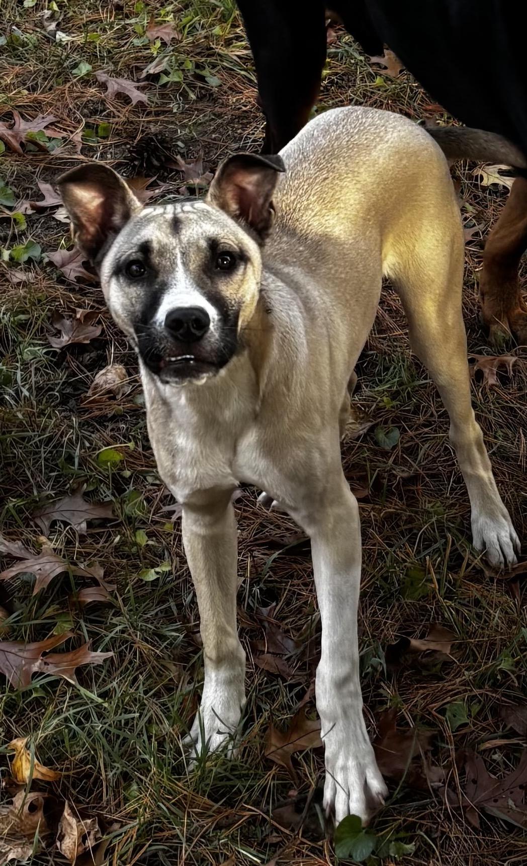 Olaf, Adoptable, Puppy Male Siberian Husky & Pit Bull Terrier.