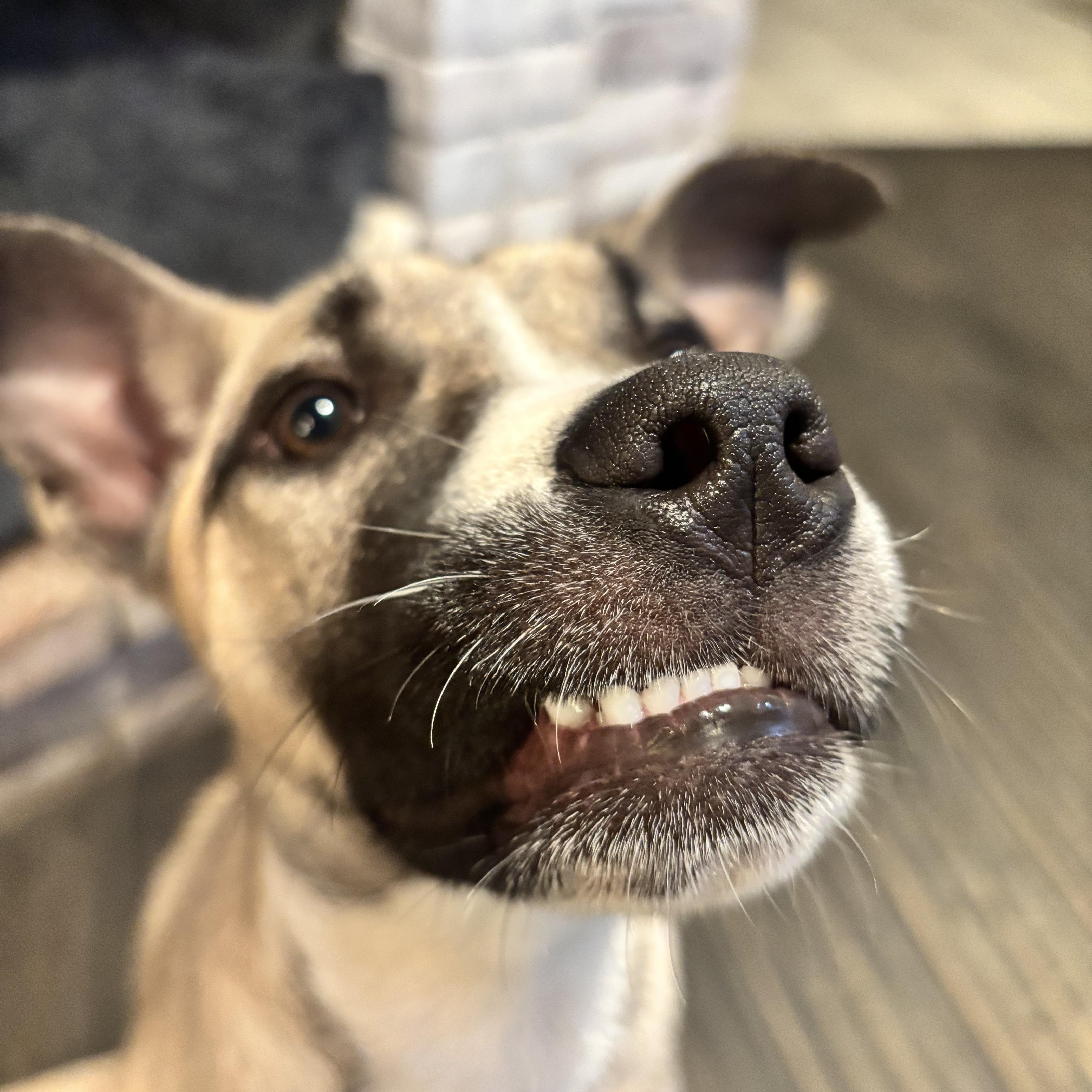 Olaf, Adoptable, Puppy Male Siberian Husky & Pit Bull Terrier.