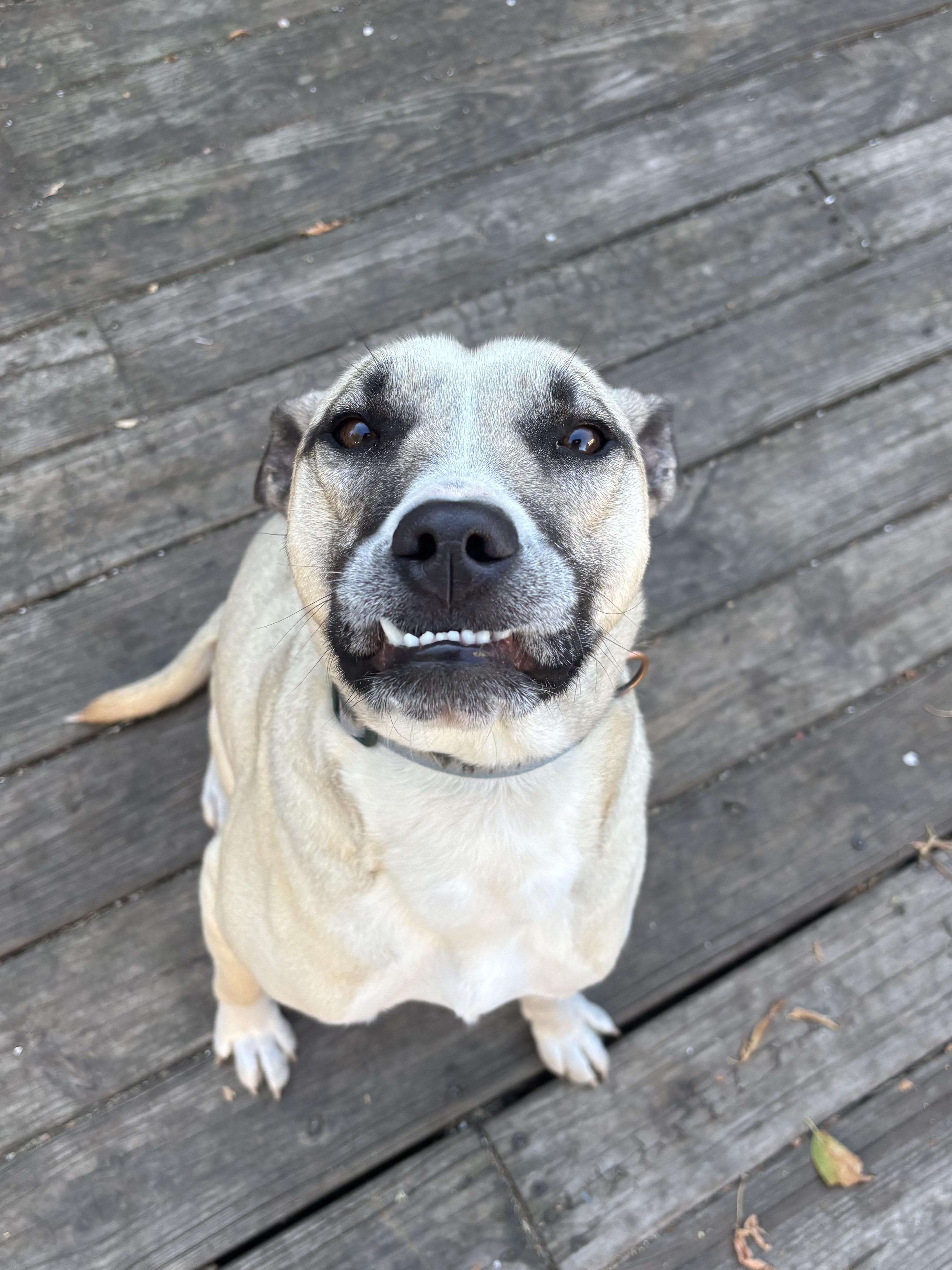 Enlarge Olaf, a Adoptable mixed breed in Alpena, MI image 2/5