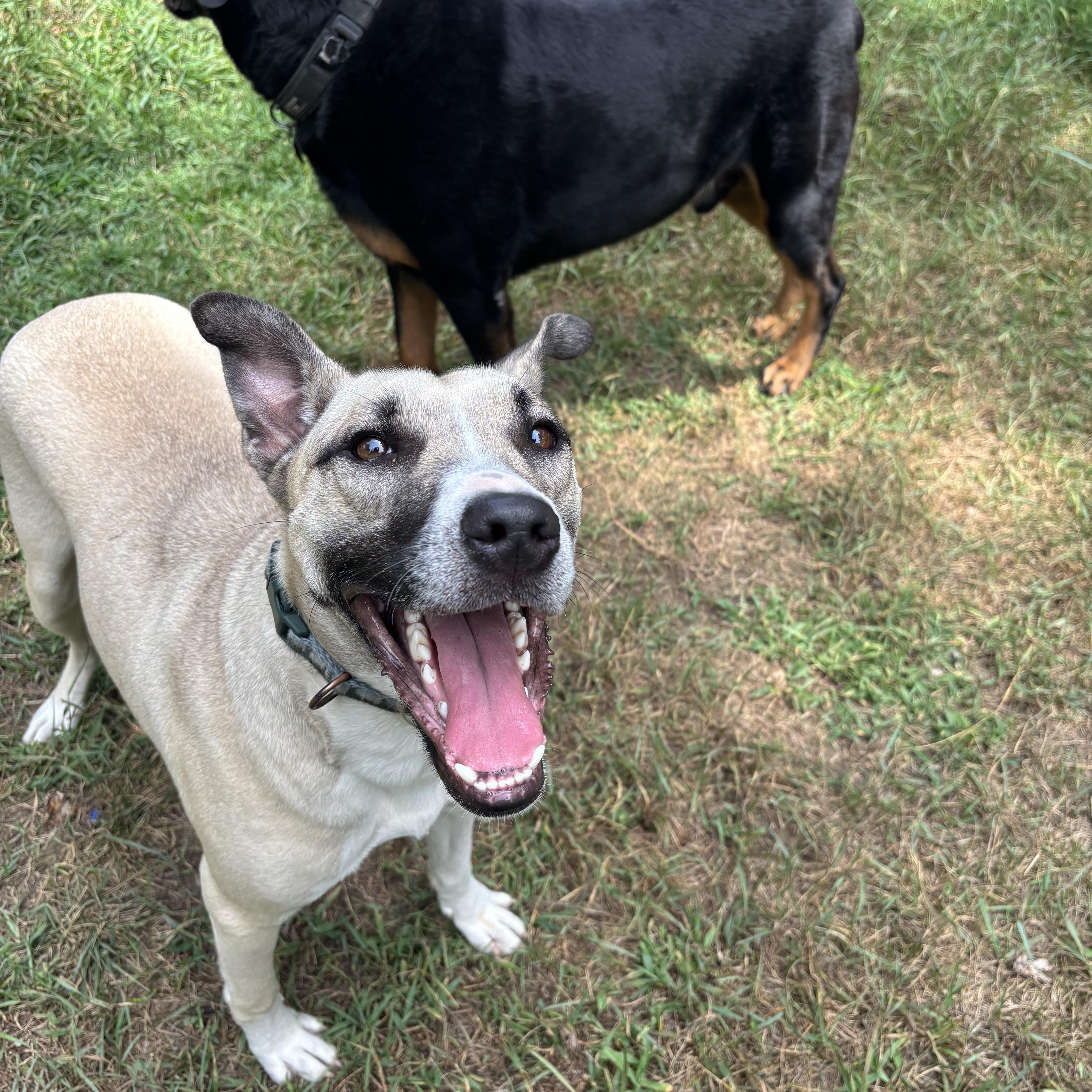Enlarge Olaf, a Adoptable mixed breed in Alpena, MI image 4/5