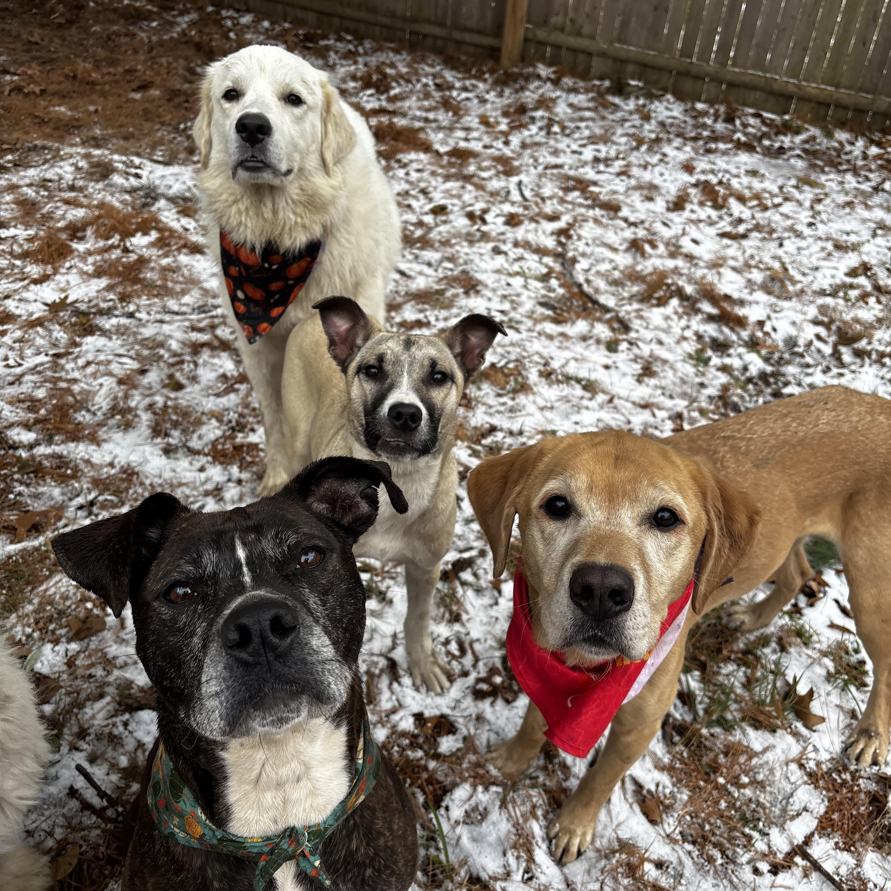 Olaf, a Adoptable mixed breed image 3/5