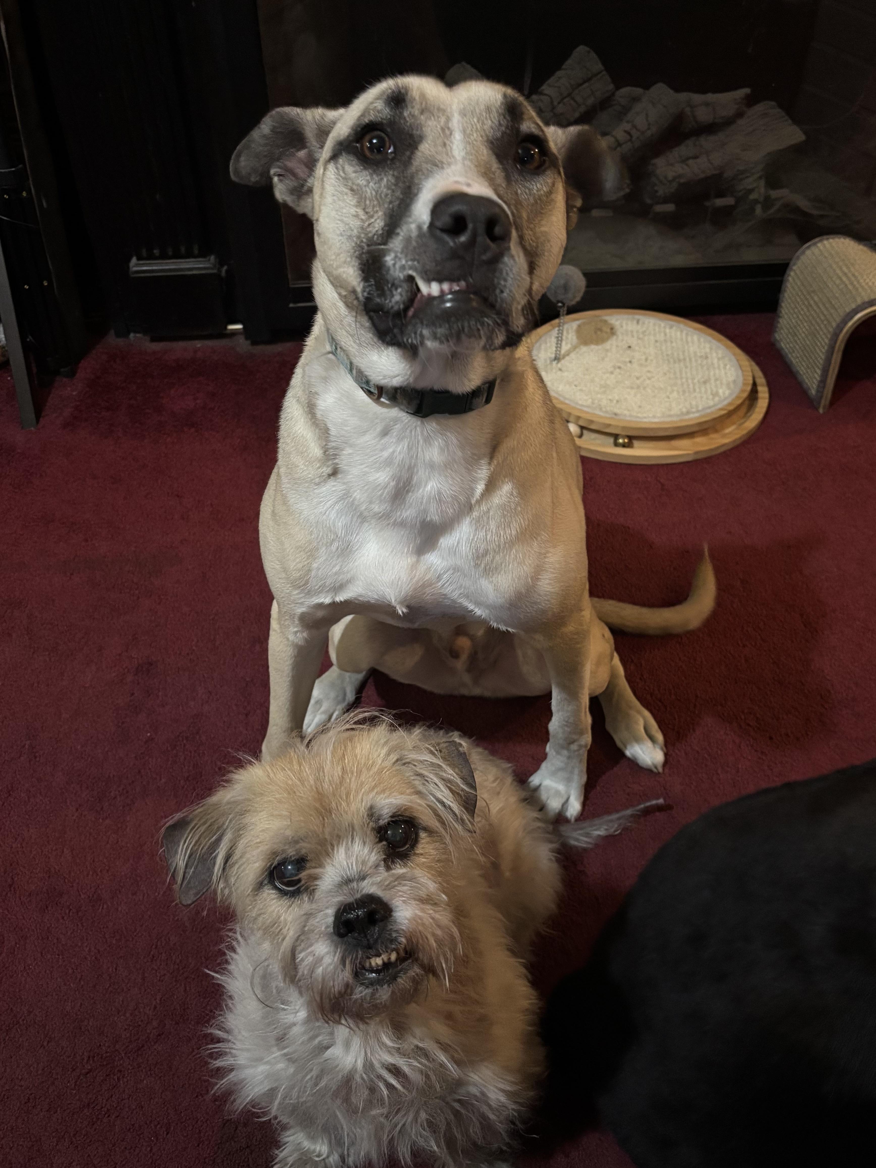 Enlarge Olaf, a Adoptable mixed breed in Alpena, MI image 5/5