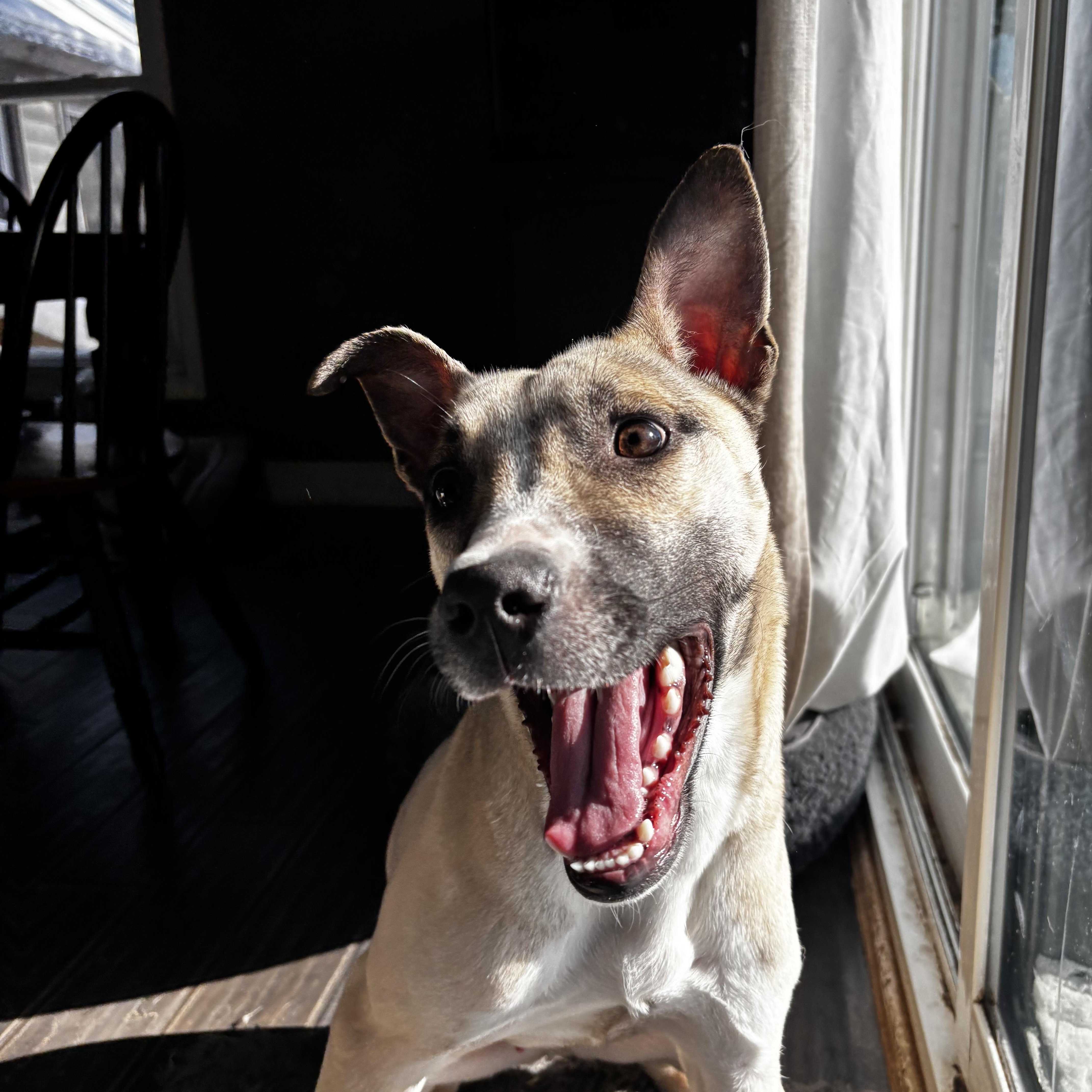 Enlarge Olaf, a Adoptable mixed breed in Ortonville, MI image 2/5