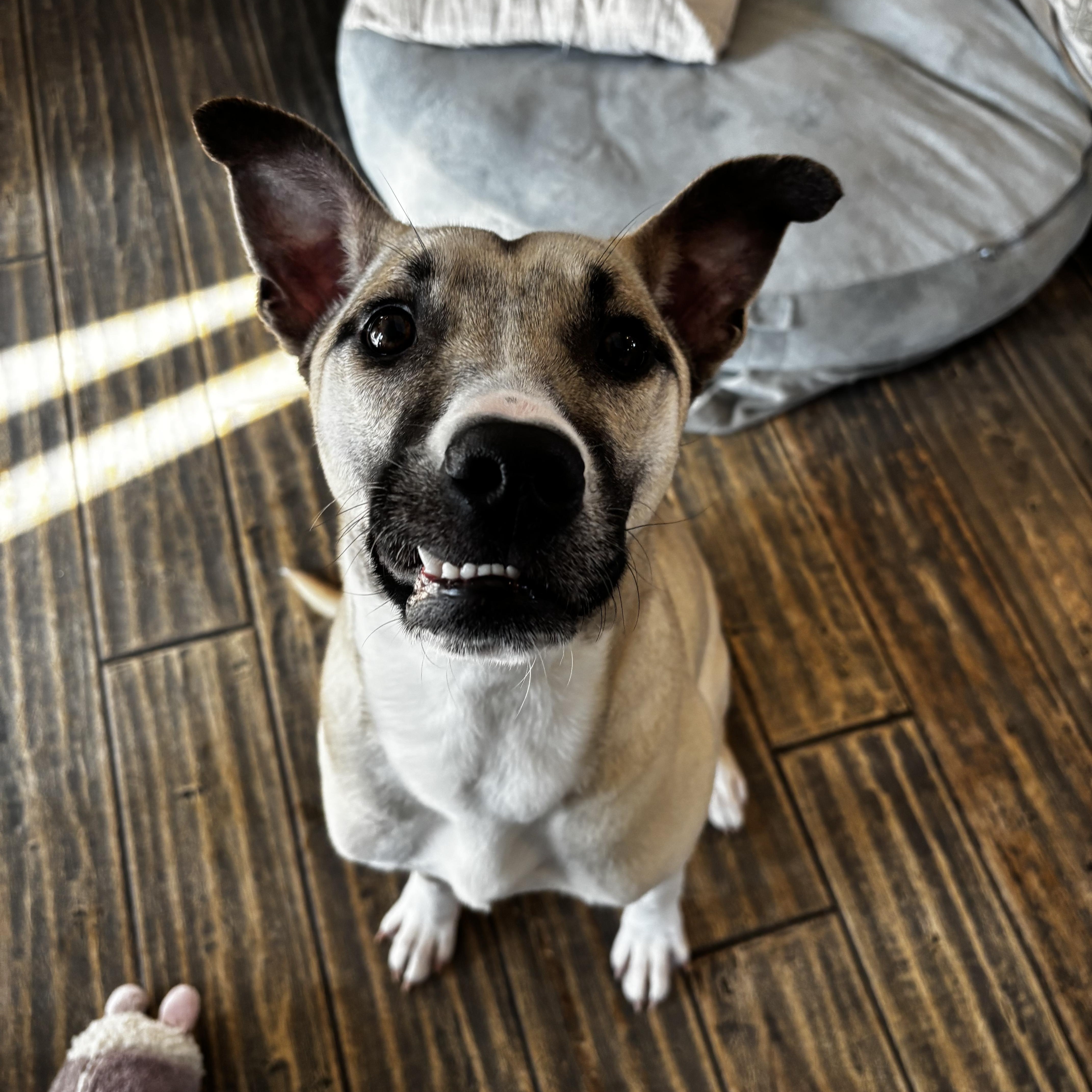 Enlarge Olaf, a Adoptable mixed breed in Ortonville, MI image 1/5