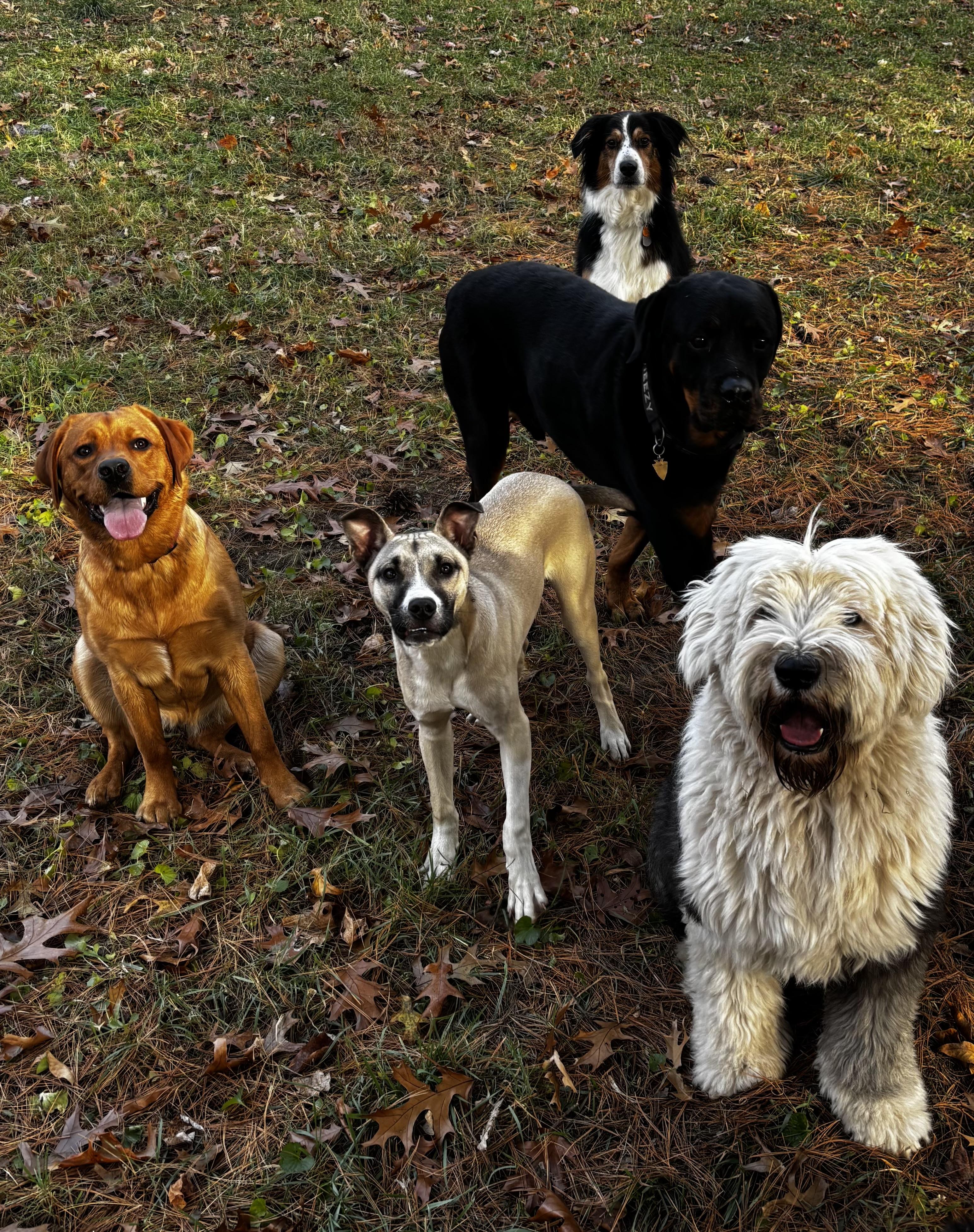 Olaf, a Adoptable mixed breed image 4/5