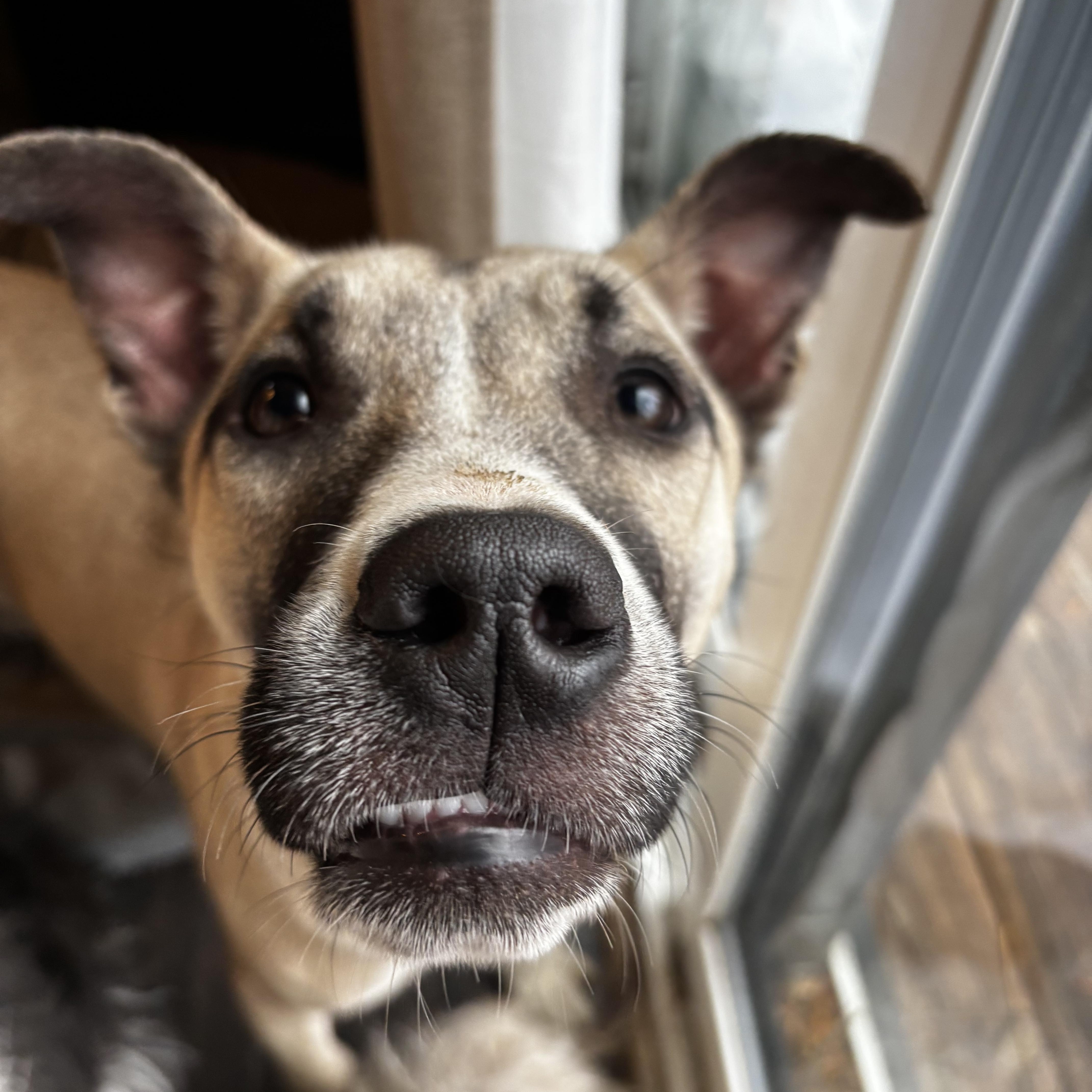 Olaf, a Adoptable mixed breed image 5/5