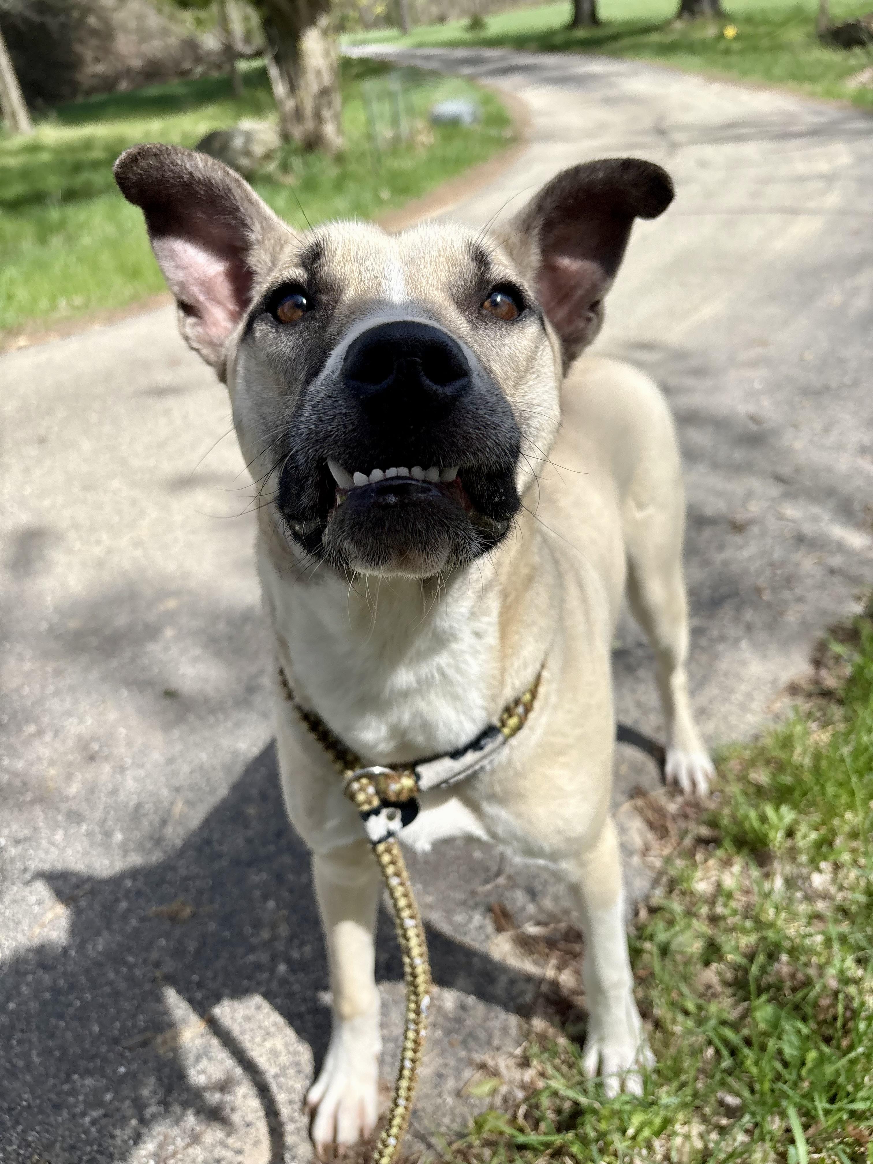 Olaf, Adoptable, Puppy Male Siberian Husky & Pit Bull Terrier.