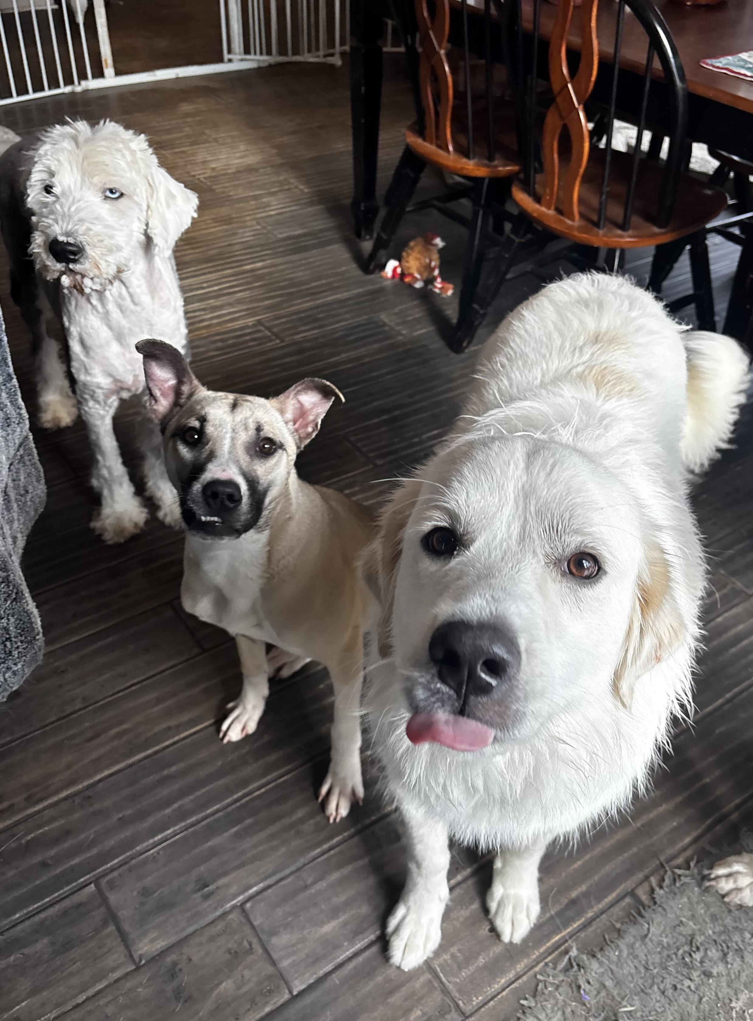 Enlarge Olaf, a Adoptable mixed breed in Ortonville, MI image 5/5