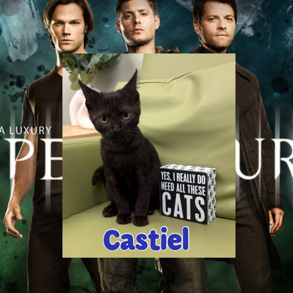 Castiel, Adoptable, Kitten Male Domestic Short Hair.