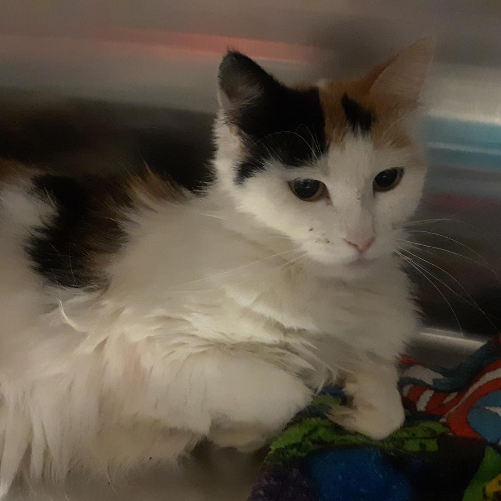 Kitty, Adoptable, Adult Female Domestic Short Hair.