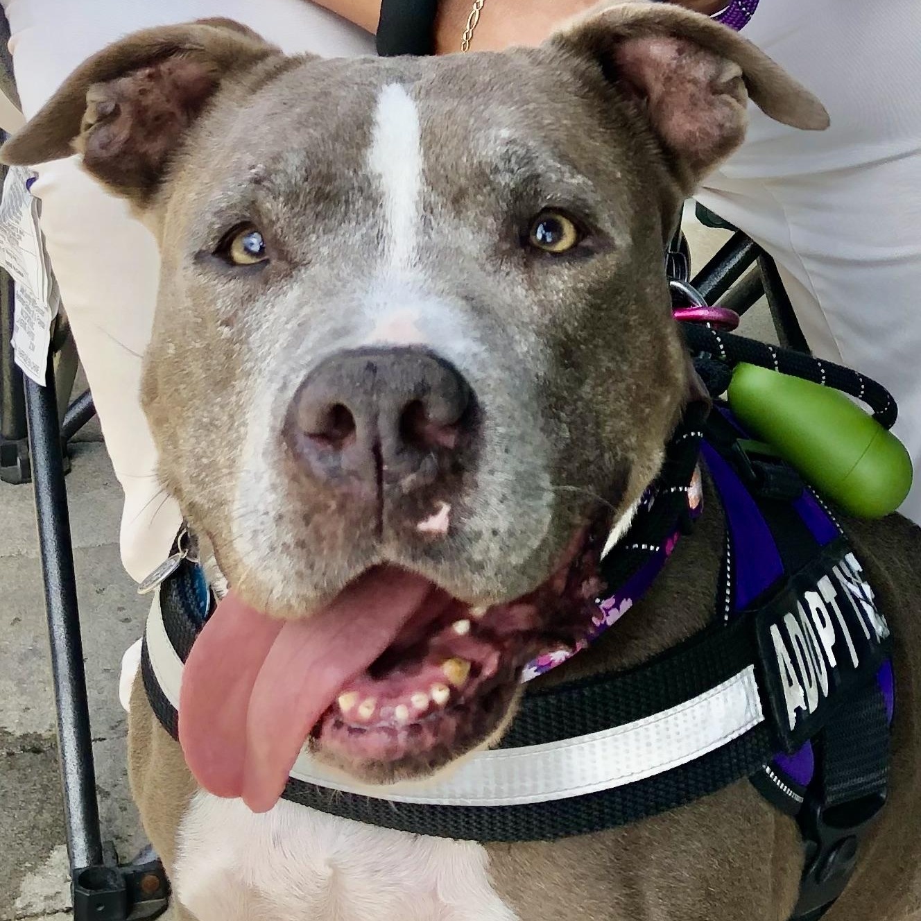 NANI, Adoptable, Adult Female Pit Bull Terrier & American Staffordshire Terrier.