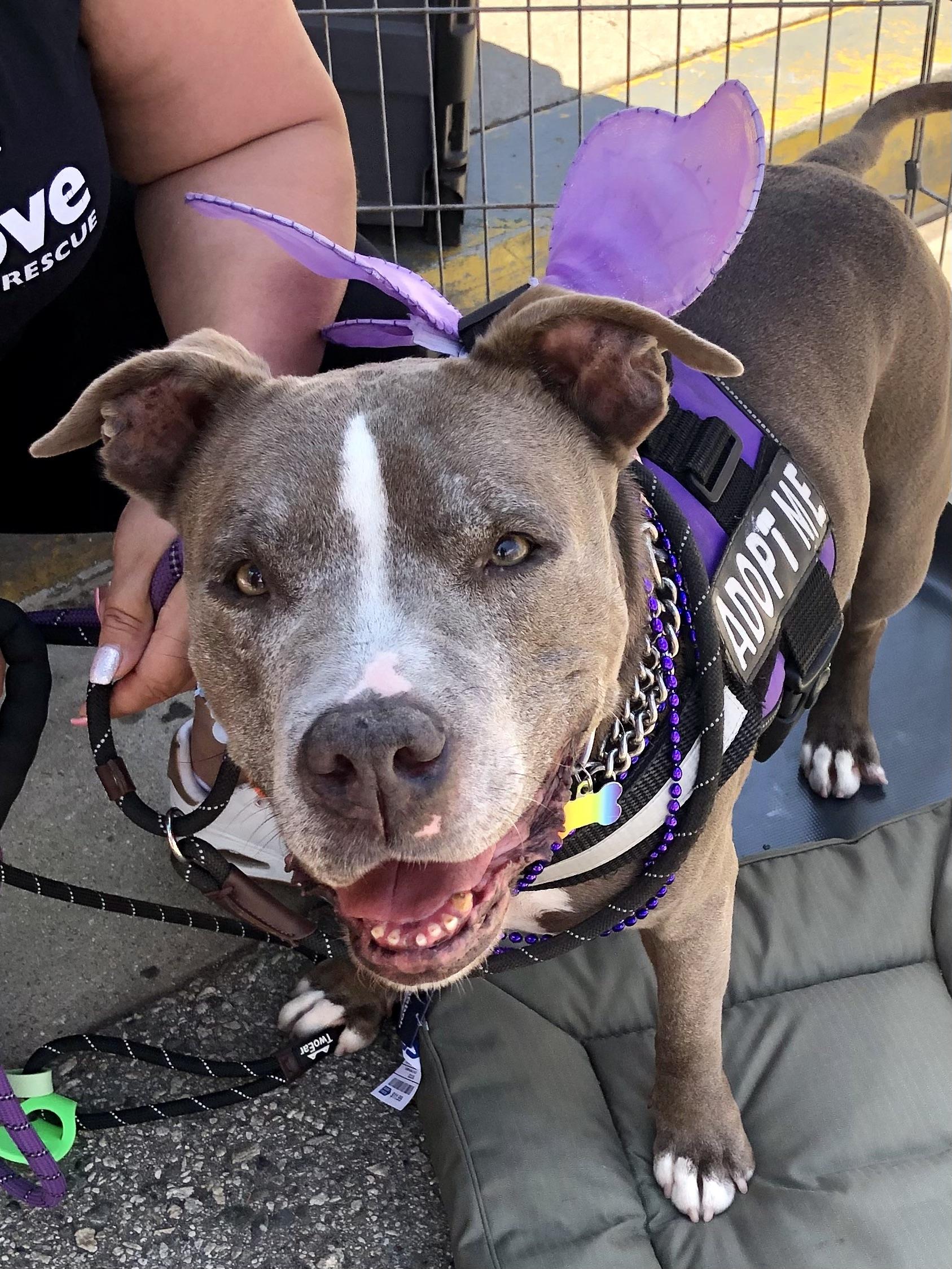 NANI, a Adoptable mixed breed in Thousand Oaks, CA image 1/6