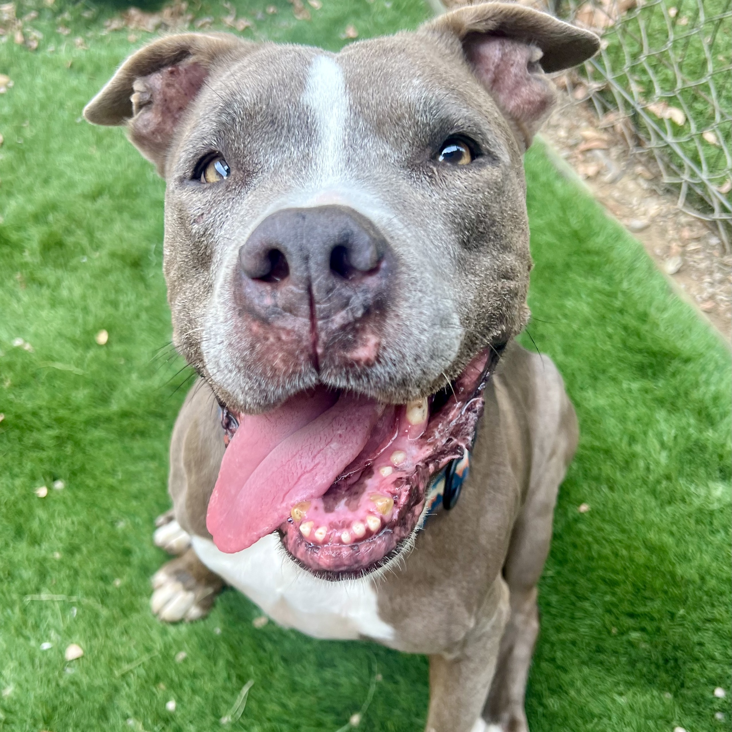 NANI, an adoptable Pit Bull Terrier, American Staffordshire Terrier in Thousand Oaks, CA, 91360 | Photo Image 4