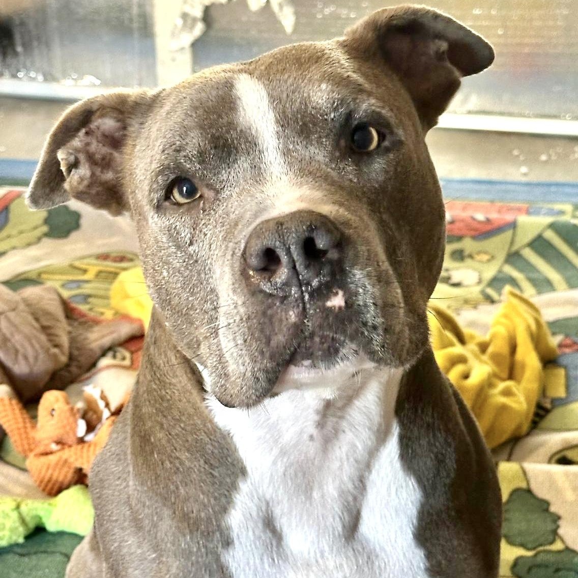 NANI, an adoptable Pit Bull Terrier, American Staffordshire Terrier in Thousand Oaks, CA, 91360 | Photo Image 2