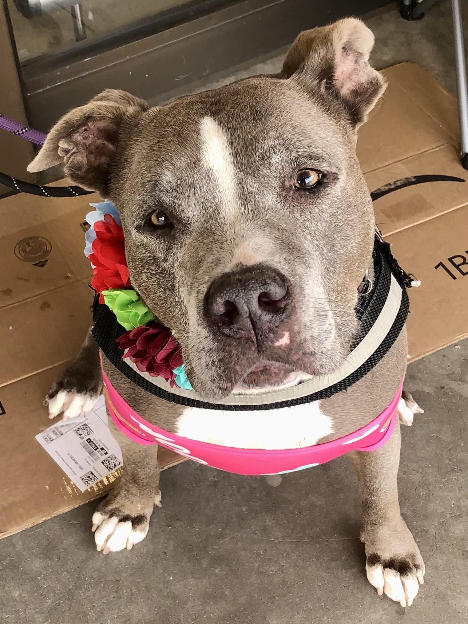 NANI, a Adoptable mixed breed in Thousand Oaks, CA image 6/6
