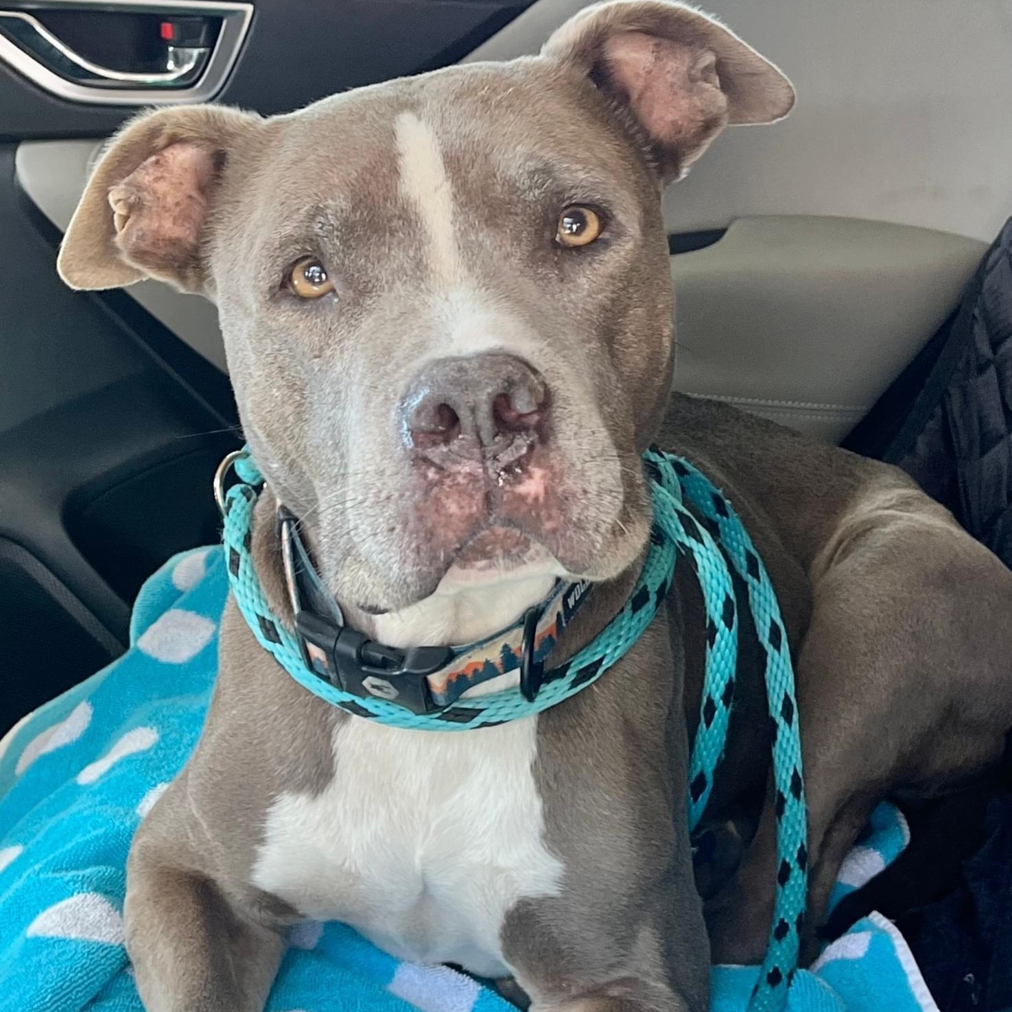 NANI, an adoptable Pit Bull Terrier, American Staffordshire Terrier in Thousand Oaks, CA, 91360 | Photo Image 3